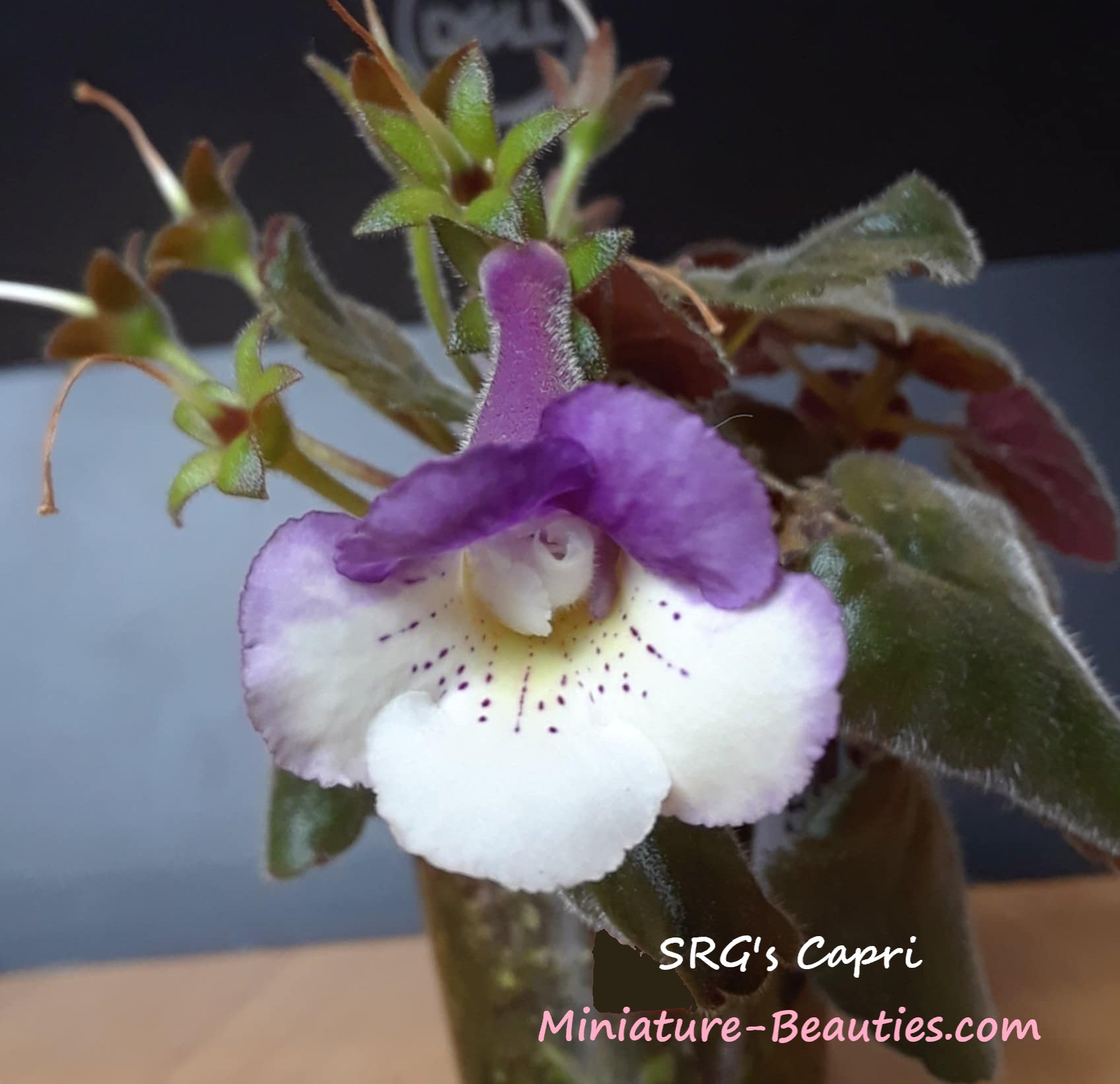 SRG's Capri mini sinningia