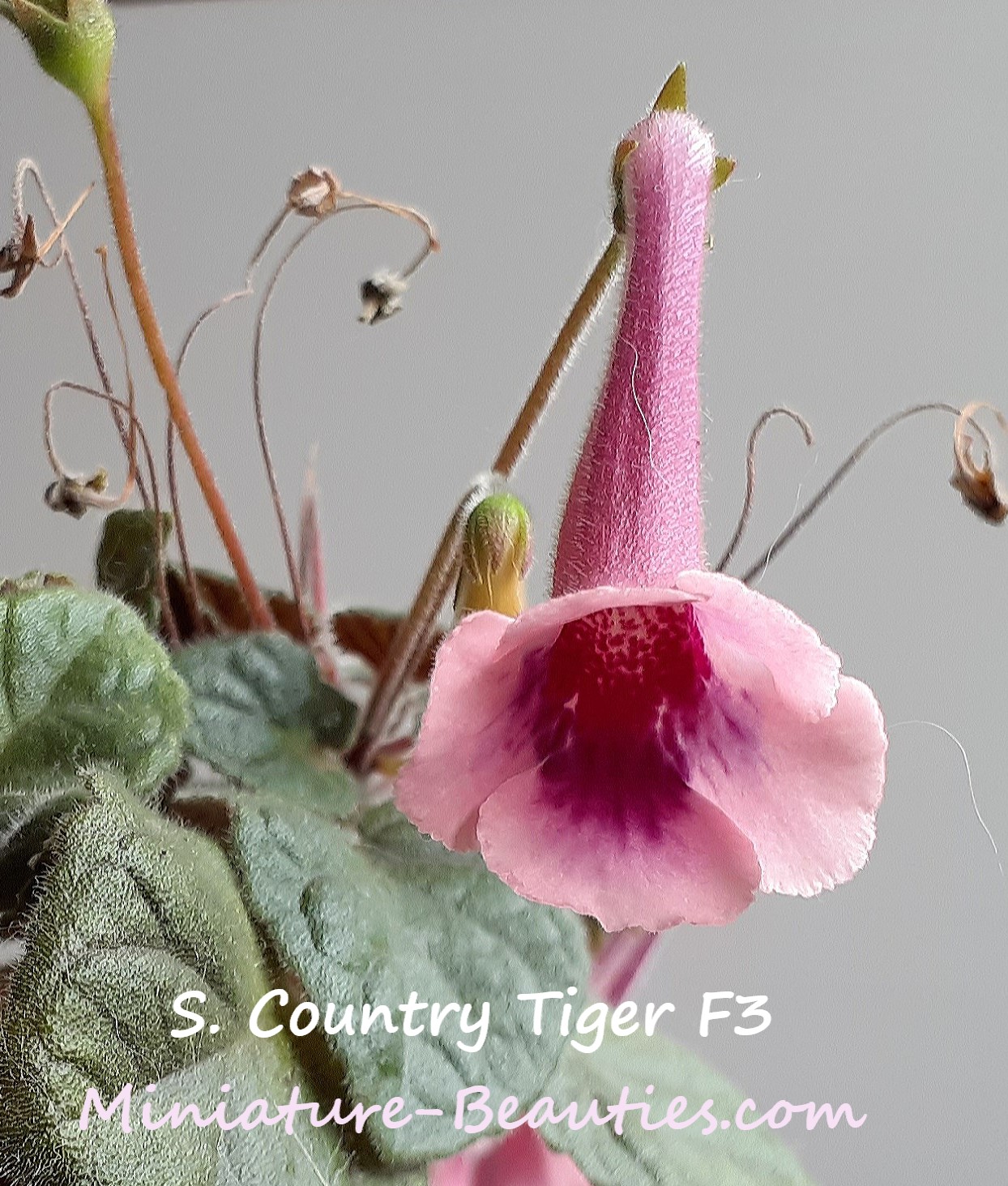 Country Tiger F4 mini sinningia
