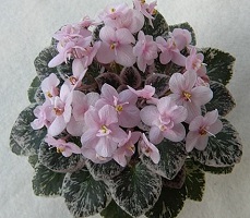 Pink Dove mini African Violet