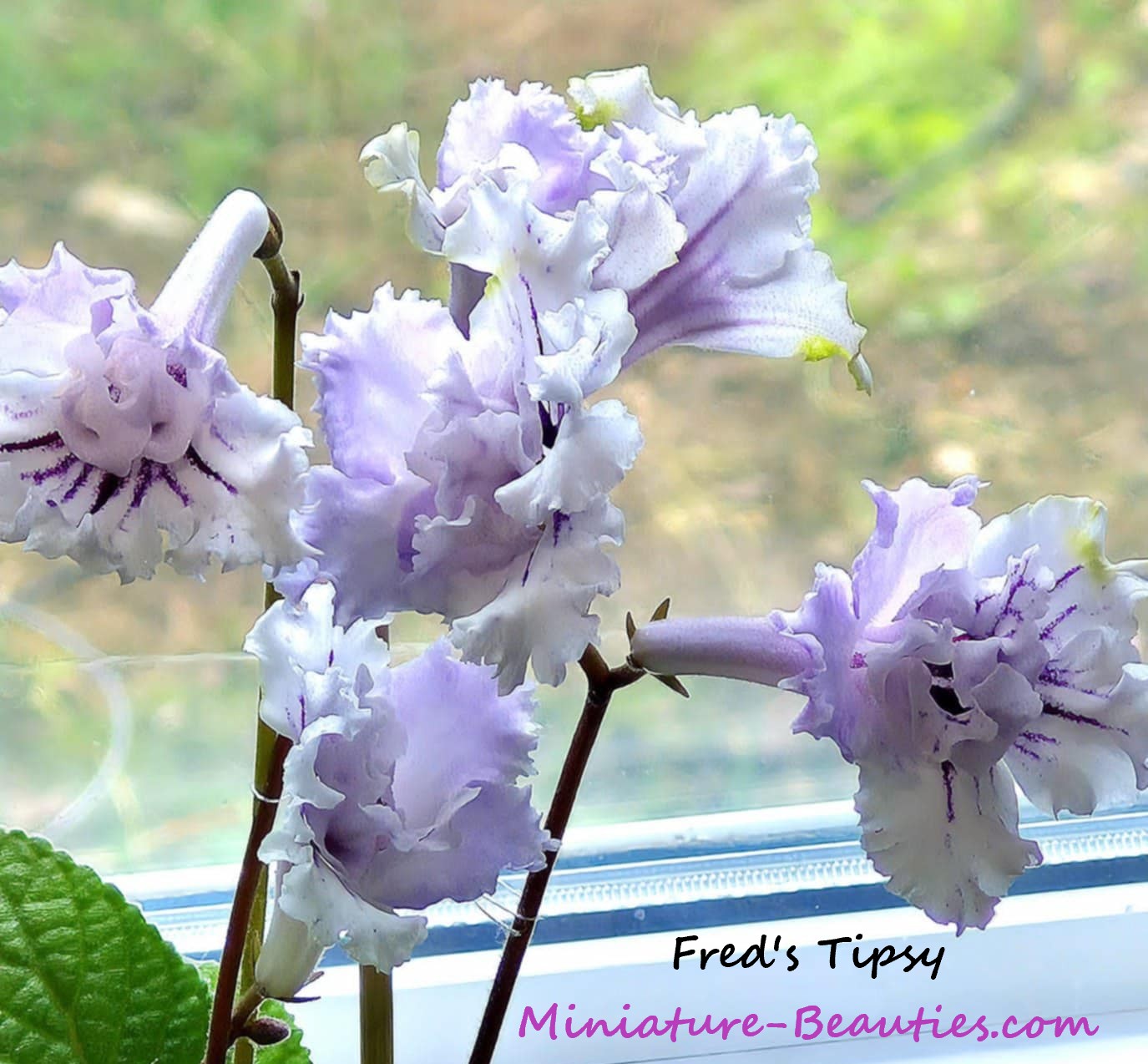 Fred's Tipsy mini Streptocarpus