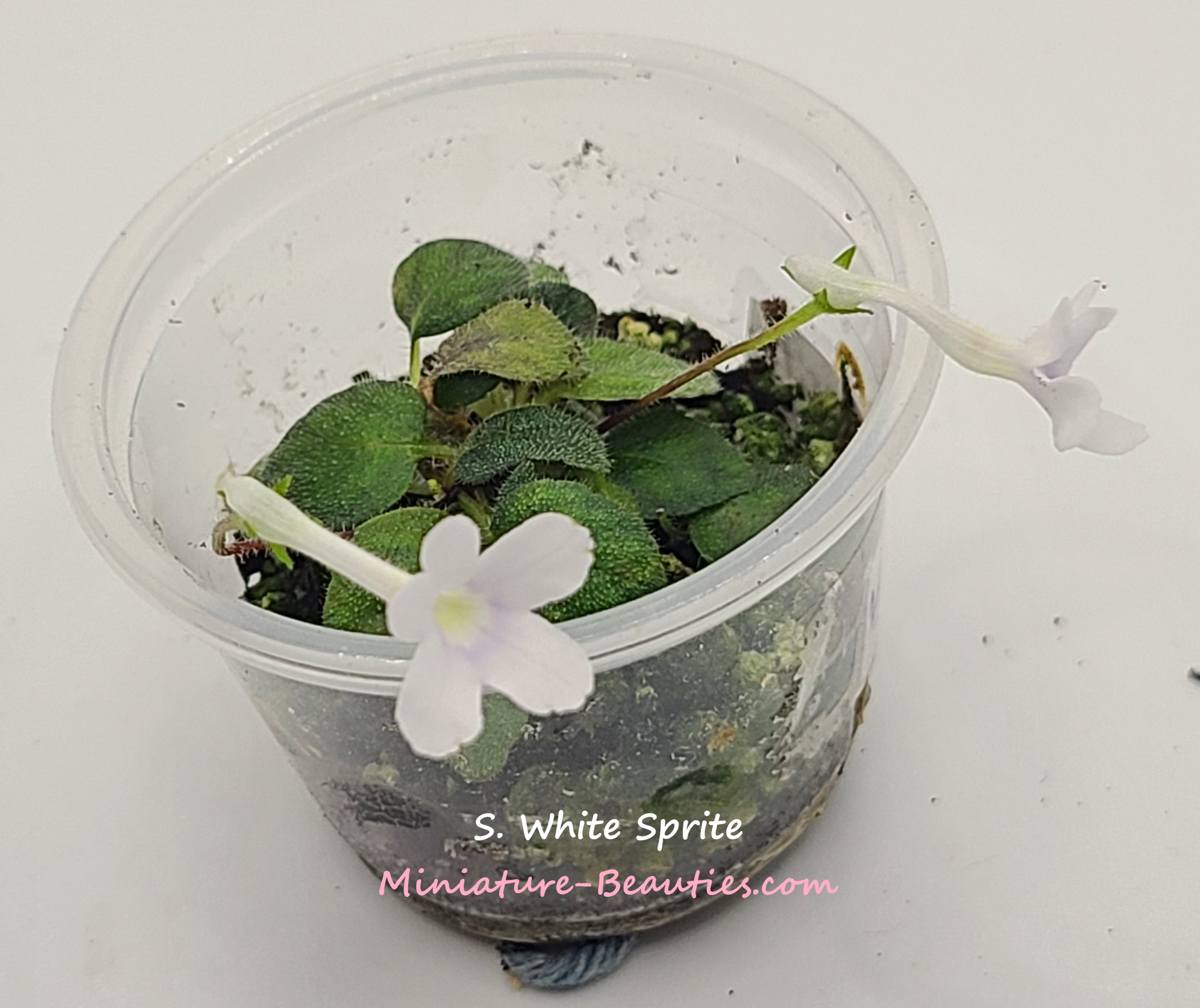 Micro sinningia White Sprite