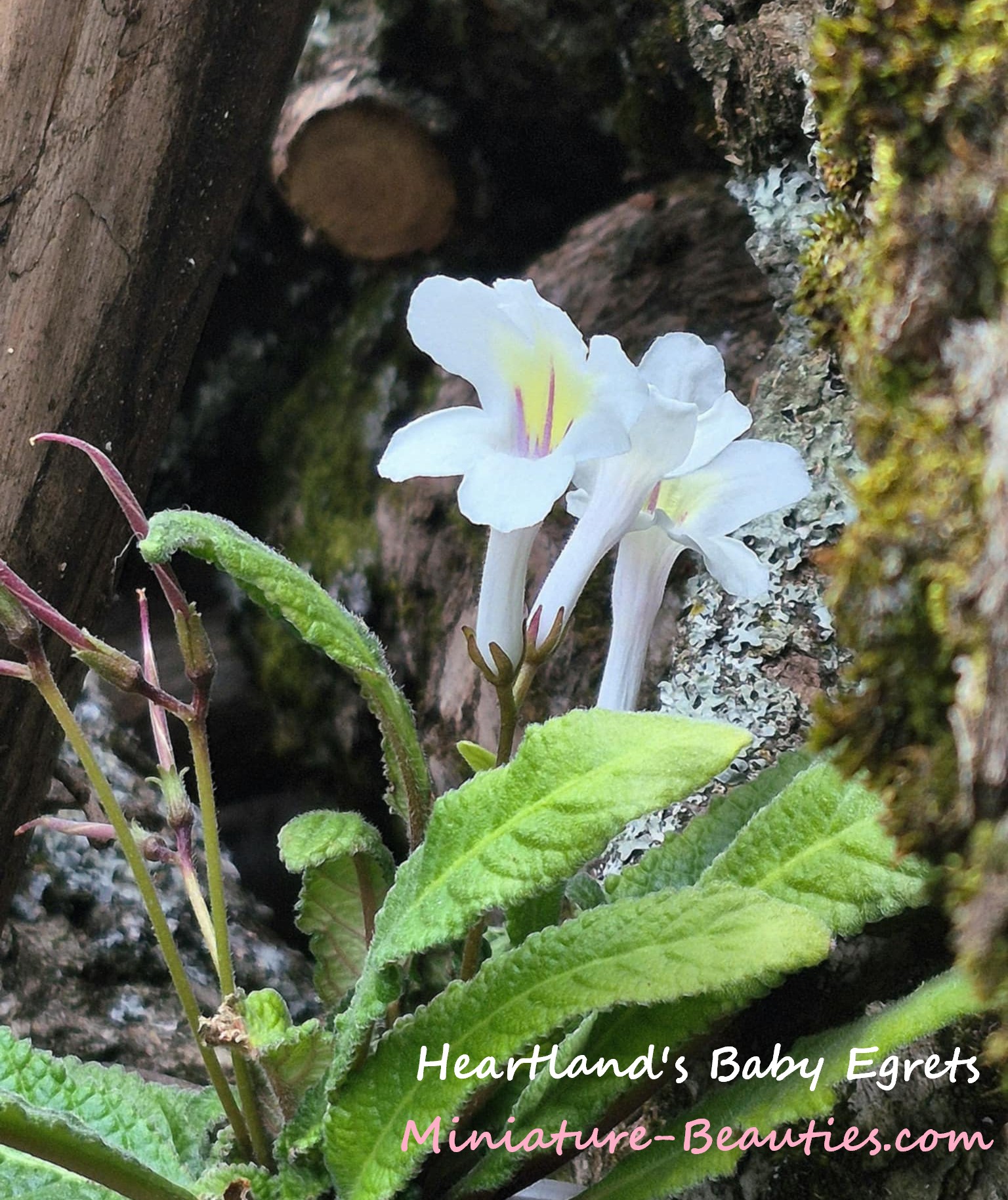 Heartland's Baby Egrets mini Streptocarpus