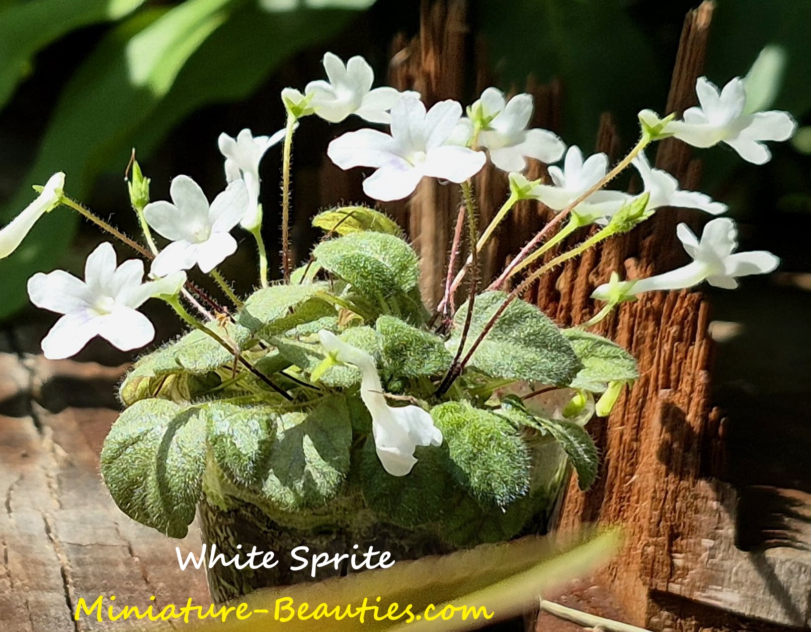 Micro sinningia White Sprite