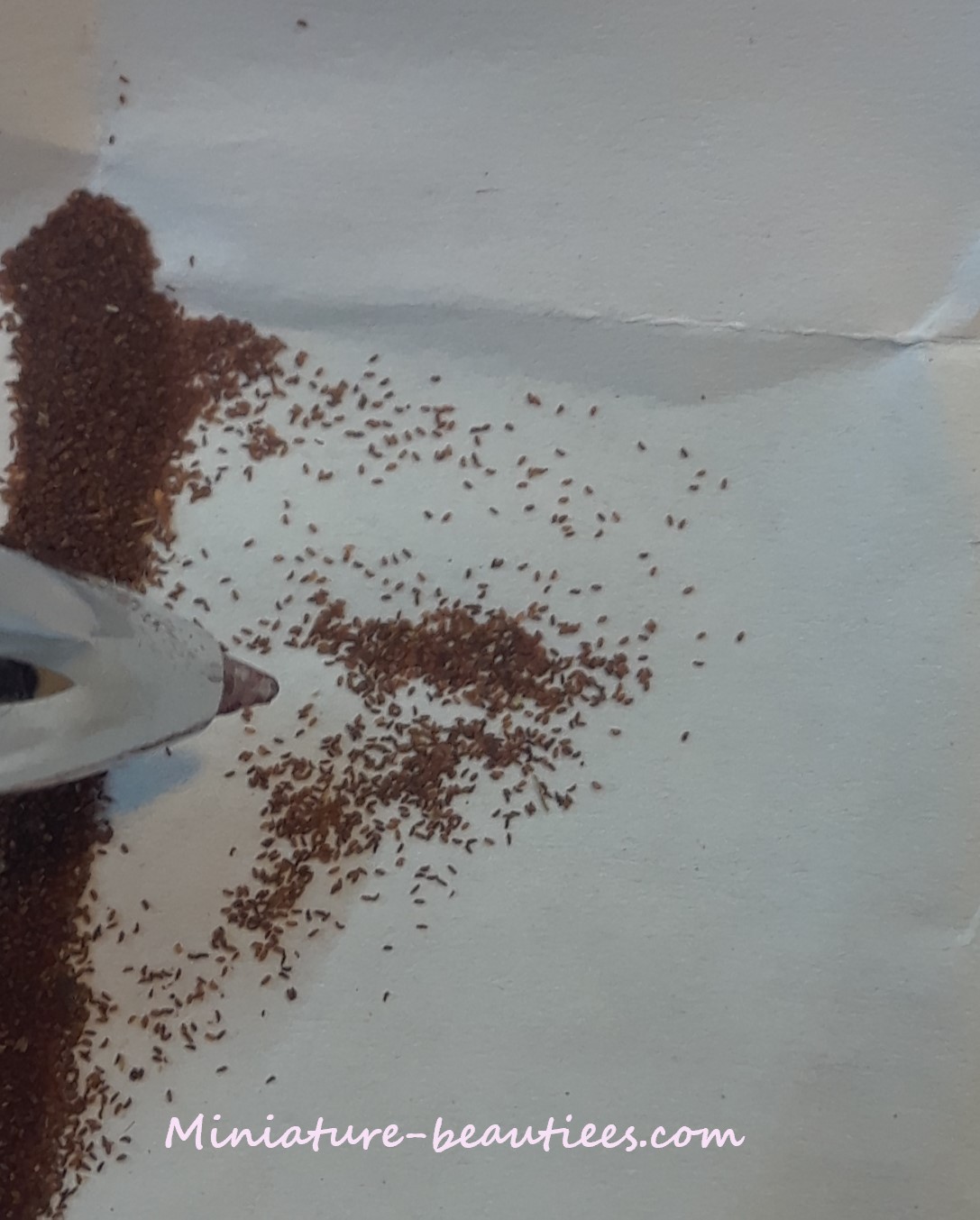 Guttata compact sinningia species seeds