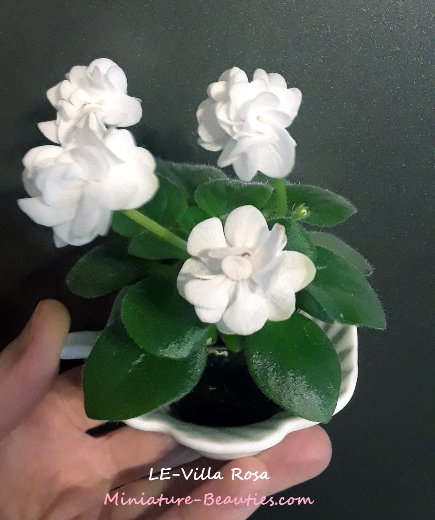 LE-Villa Rosa mini African Violet
