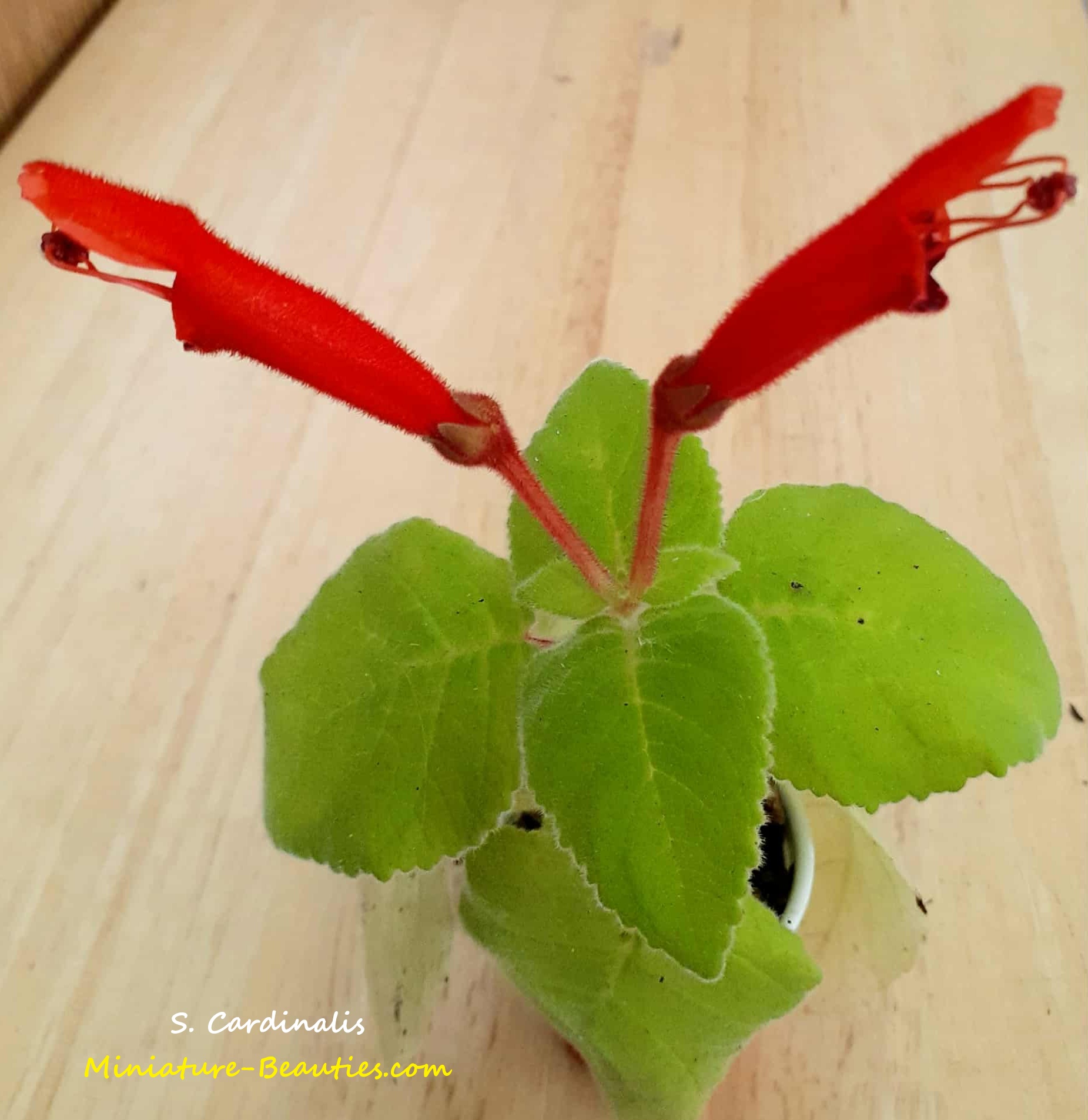 Cardinalis compact sinningia species