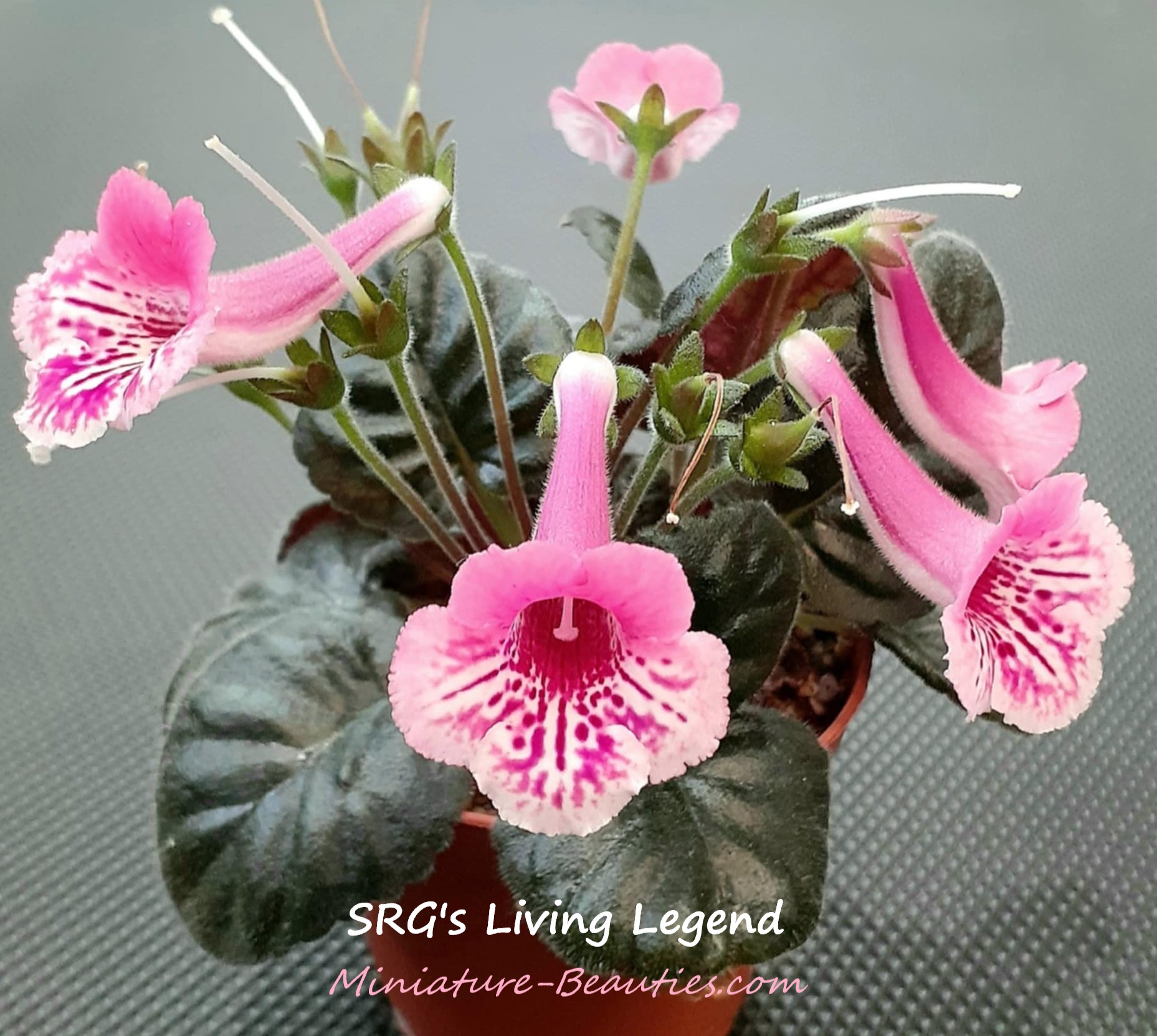 Mini Sinningia SRG's Living Legend x self seeds