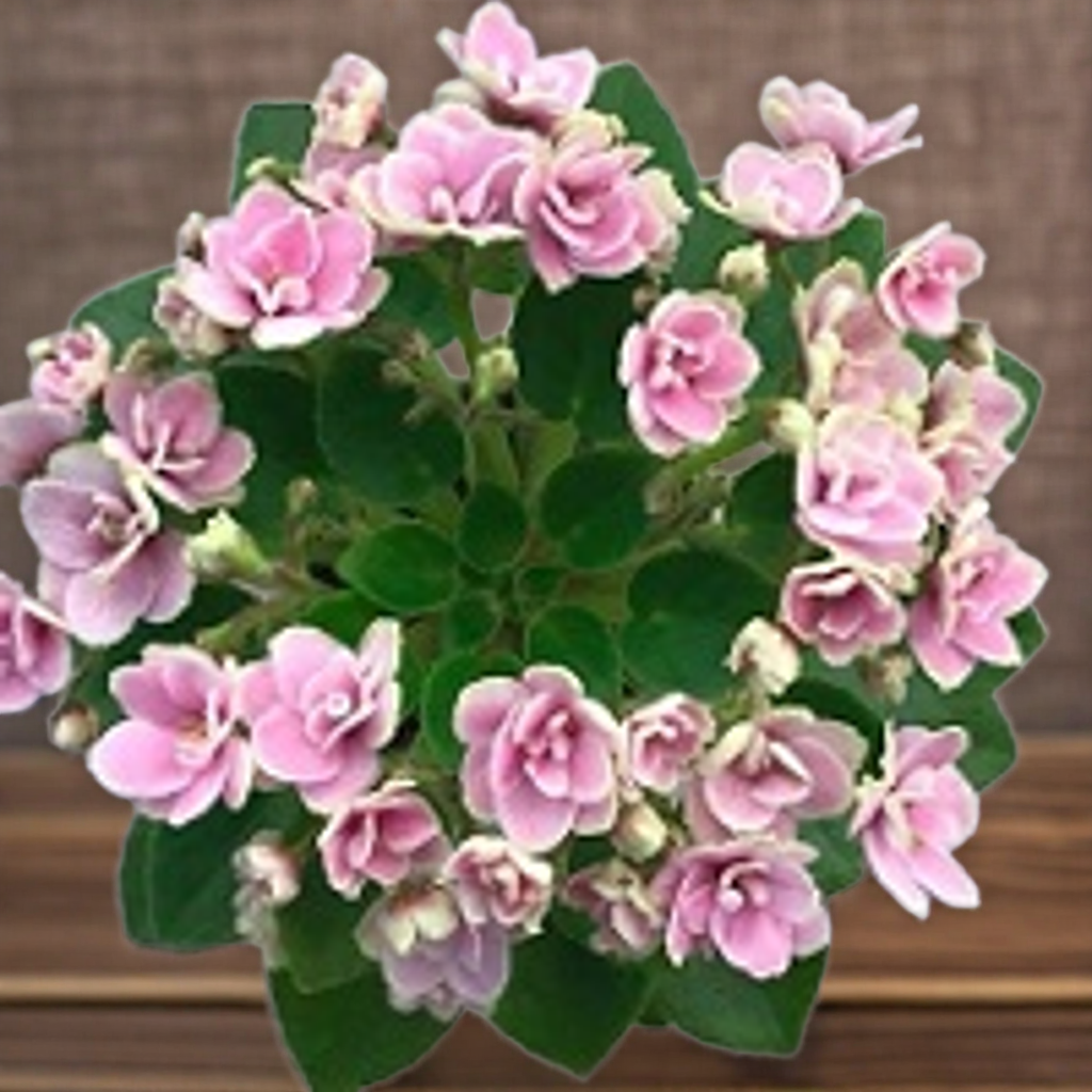 Hunter's Chickadee Chirps mini African Violet