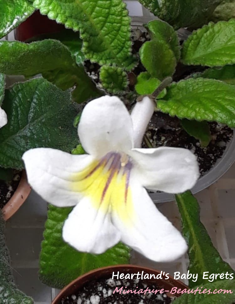 Heartland's Baby Egrets mini Streptocarpus