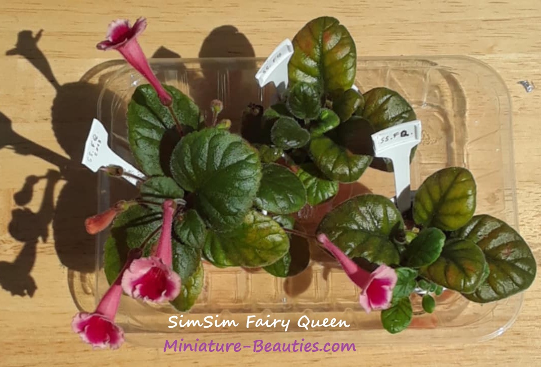 SimSim Fairy Queen mini sinningia
