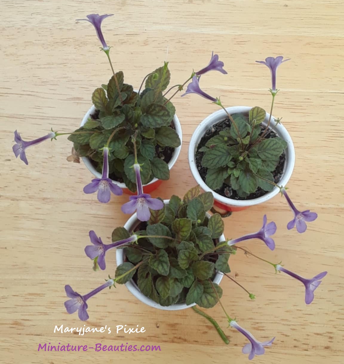 Maryjane's Pixie Micro sinningia hybrid