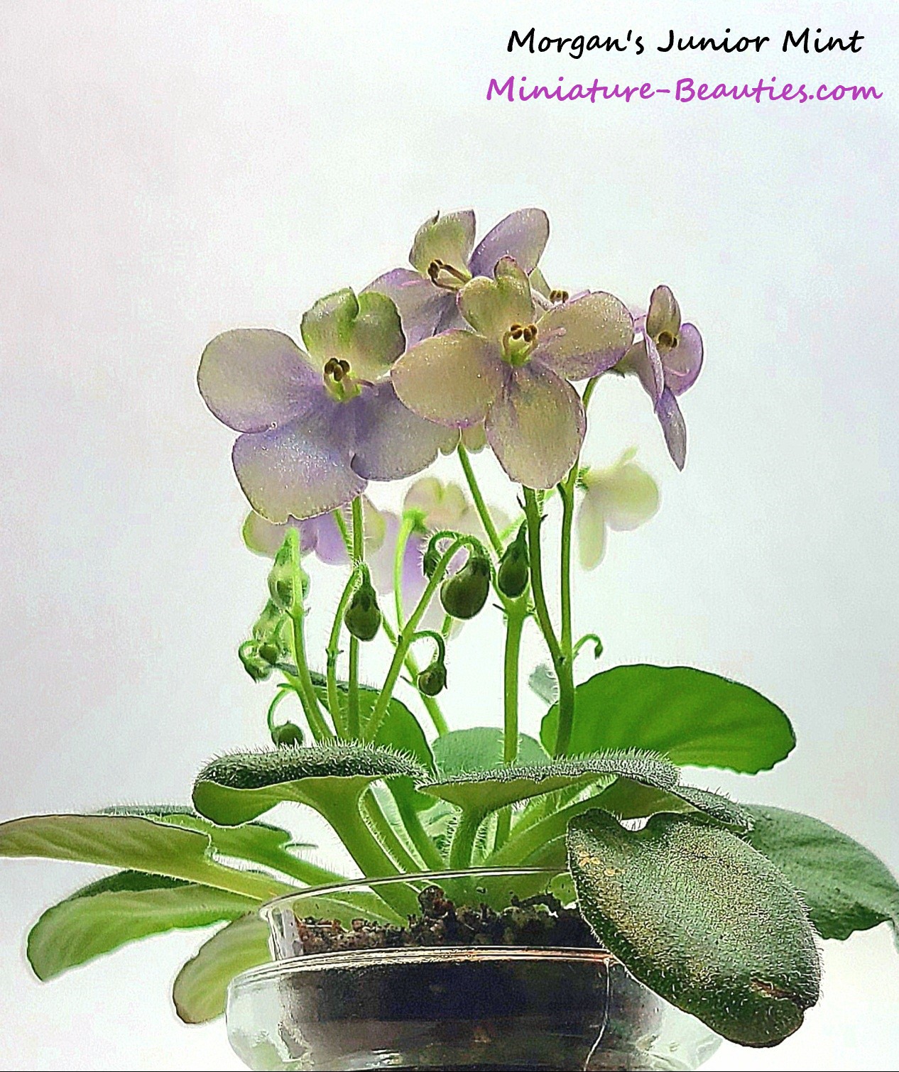 Morgan's Junior Mint mini African Violet leaves