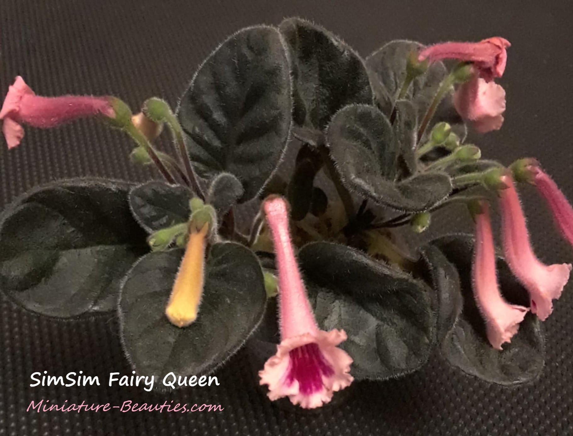 SimSim Fairy Queen mini sinningia
