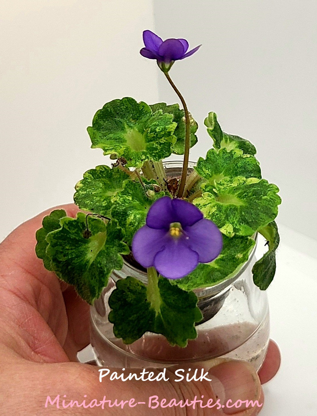 Painted Silk mini African Violet