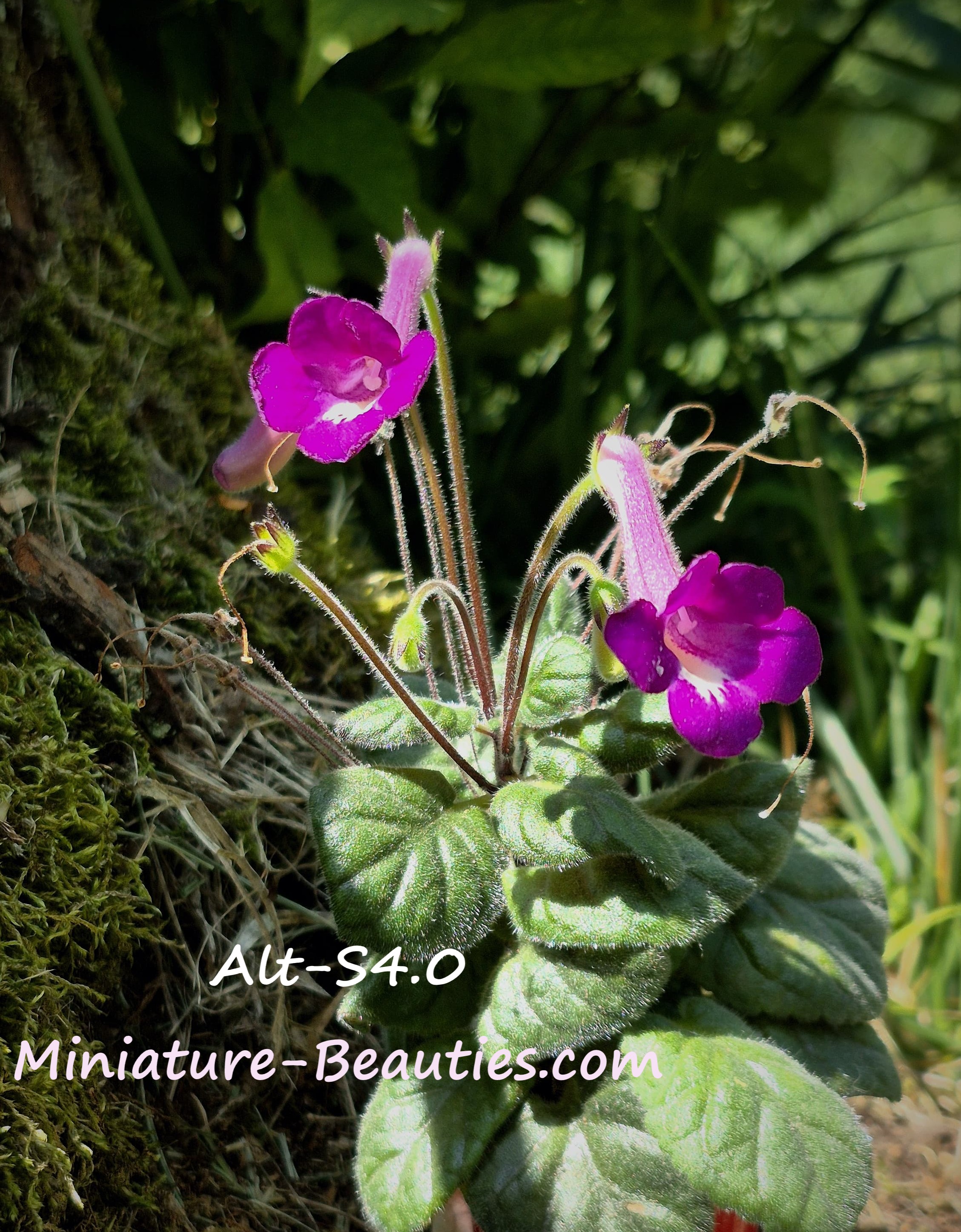mini Sinningia Alt-Kaity seeds
