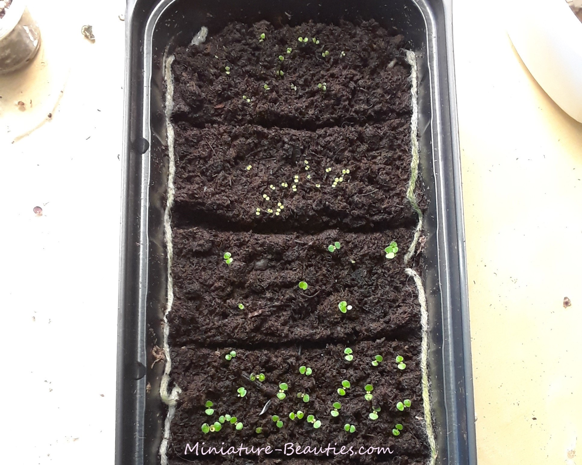 Guttata compact sinningia species seeds