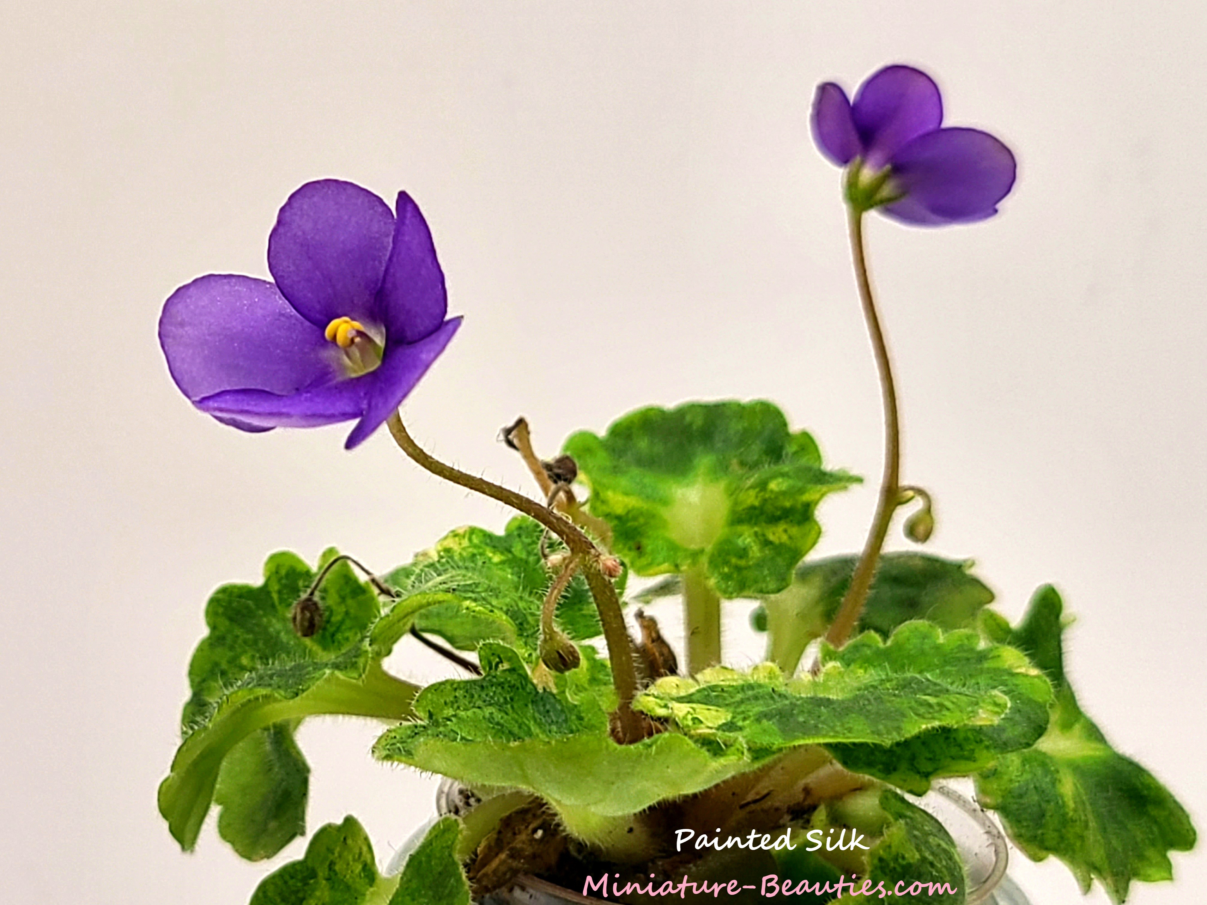 Painted Silk mini African Violet