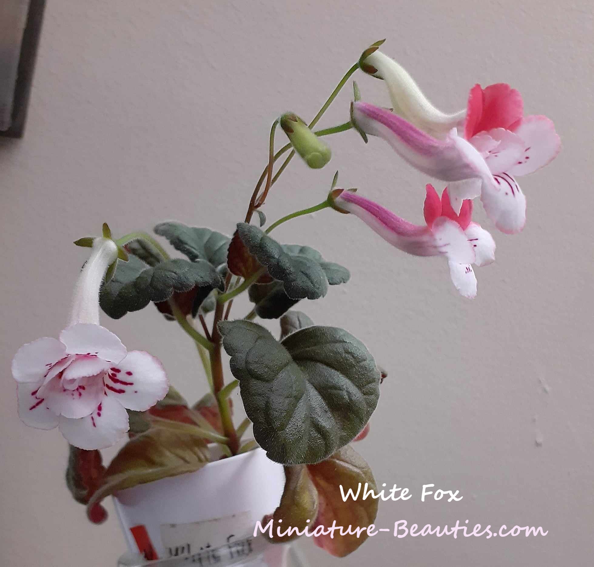 White Fox mini sinningia