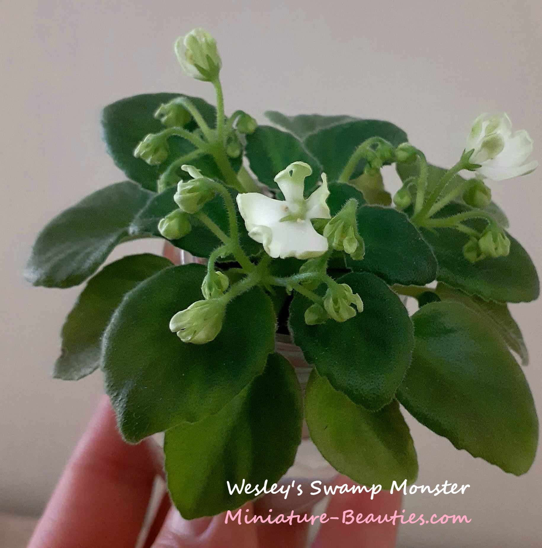 Wesley's Swamp Monster mini African Violet leaves