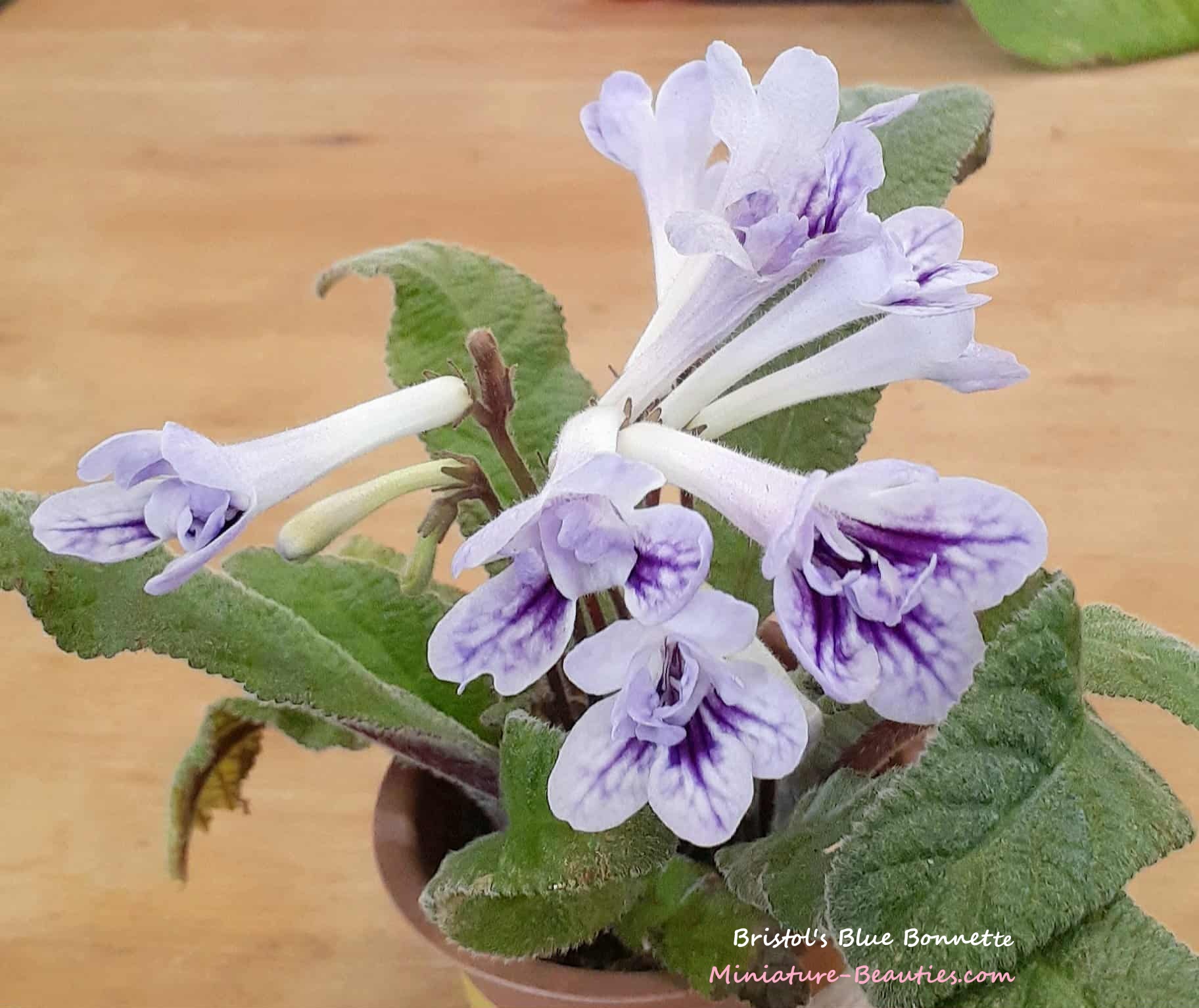 Bristol's Blue Bonnet Streptocarpus