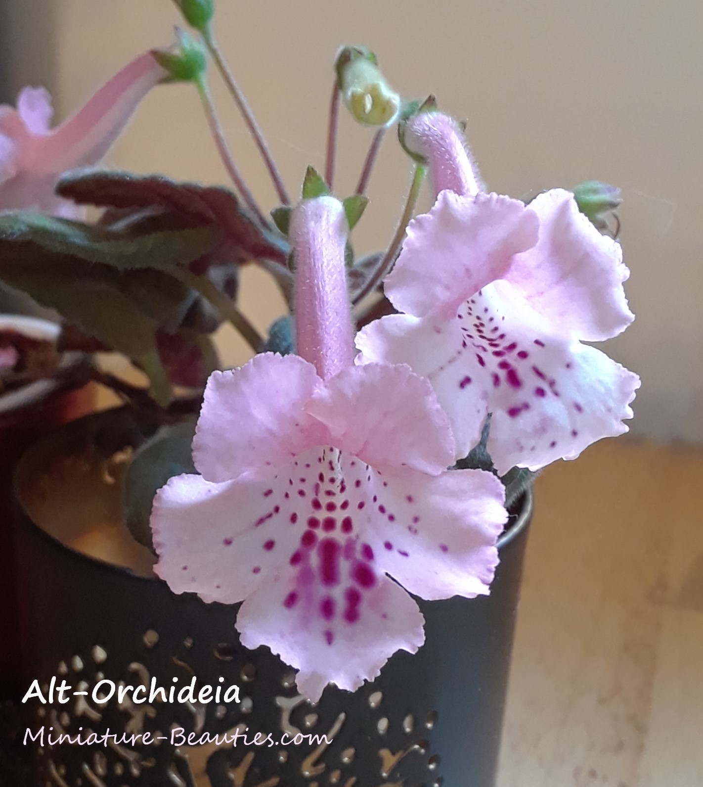 Alt-Orchideia mini sinningia