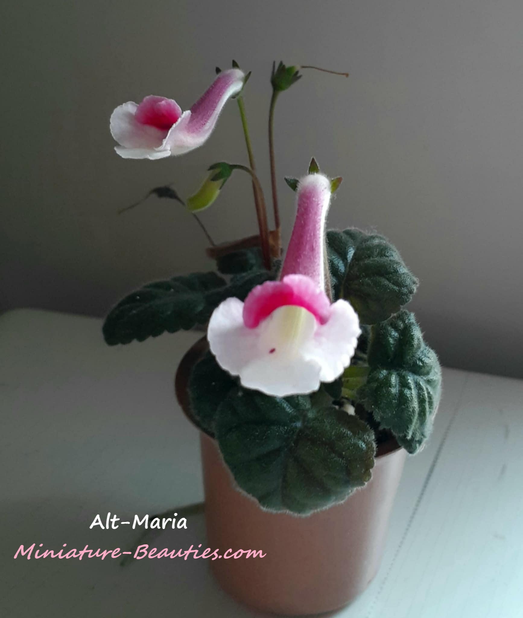 Alt-Maria mini sinningia