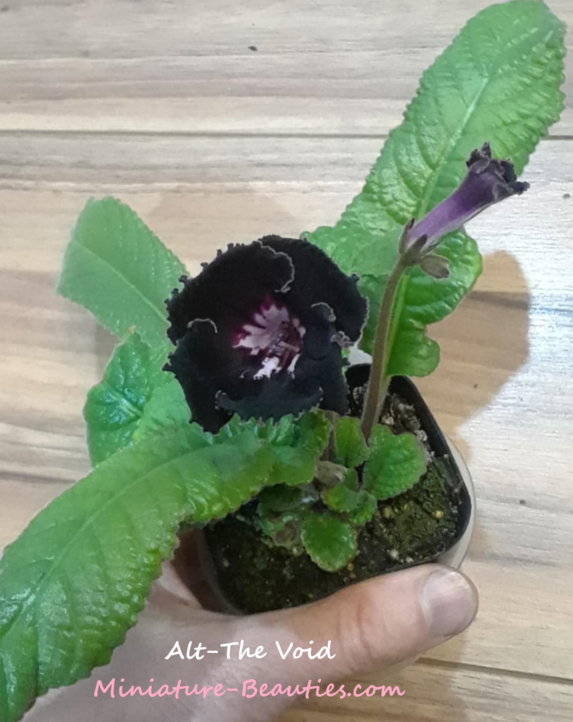 Alt-The Void compact Streptocarpus