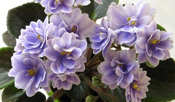 N-Morozniy Yanvar' mini African Violet leaves