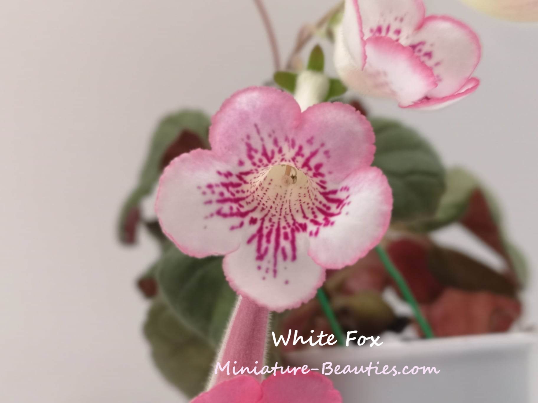 White Fox mini sinningia