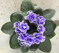 Honey Blue Ace mini African Violet leaves