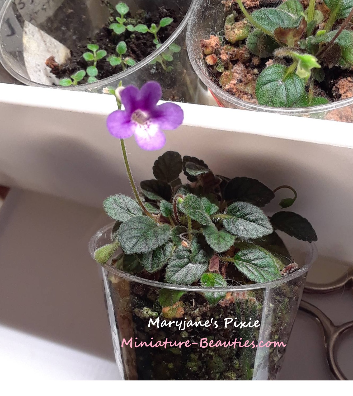 Maryjane's Pixie Micro sinningia hybrid