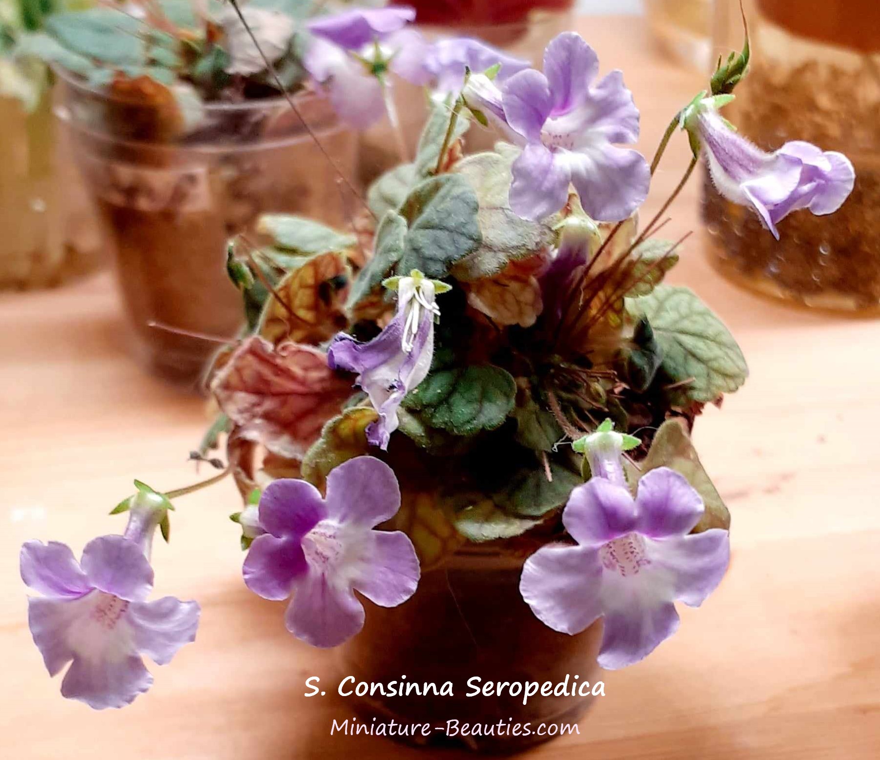 Consinna Seropedica Micro sinningia 