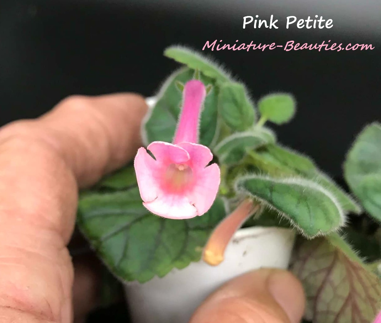 Sinningia Pink Petite seeds