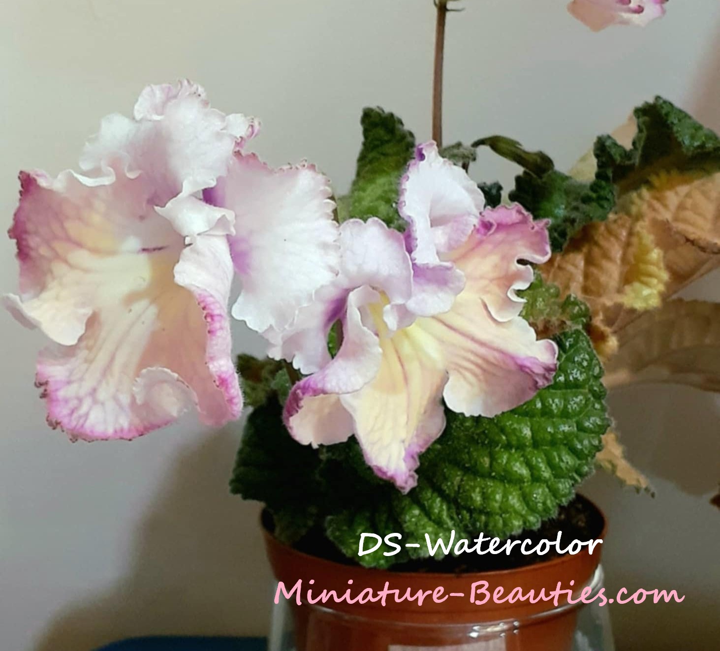 DS-Watercolor mini Streptocarpus