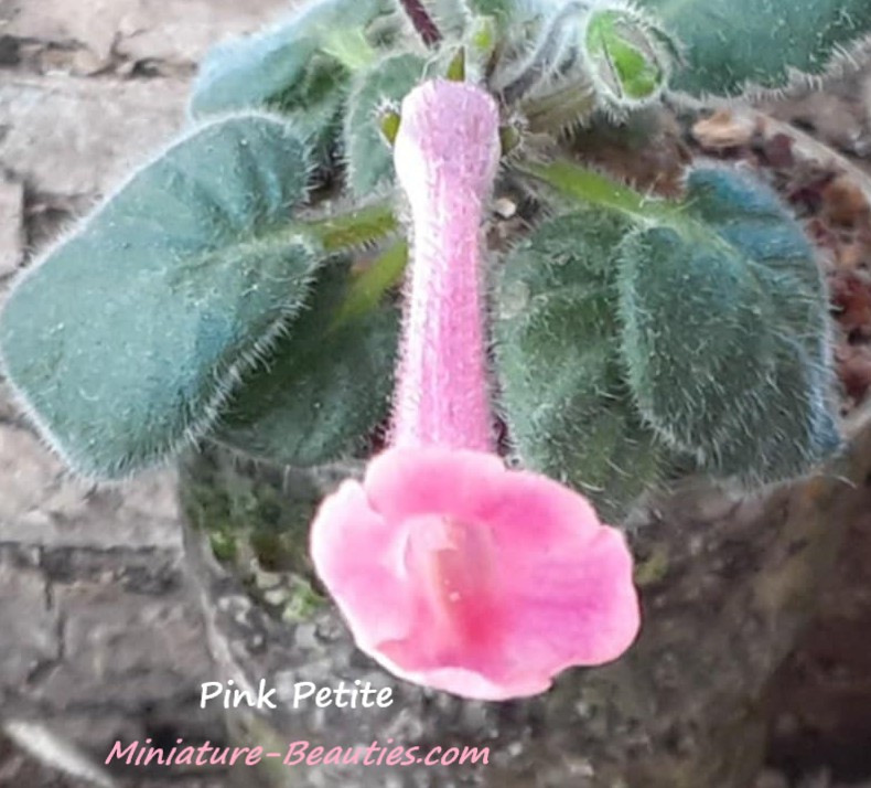 Sinningia Pink Petite seeds