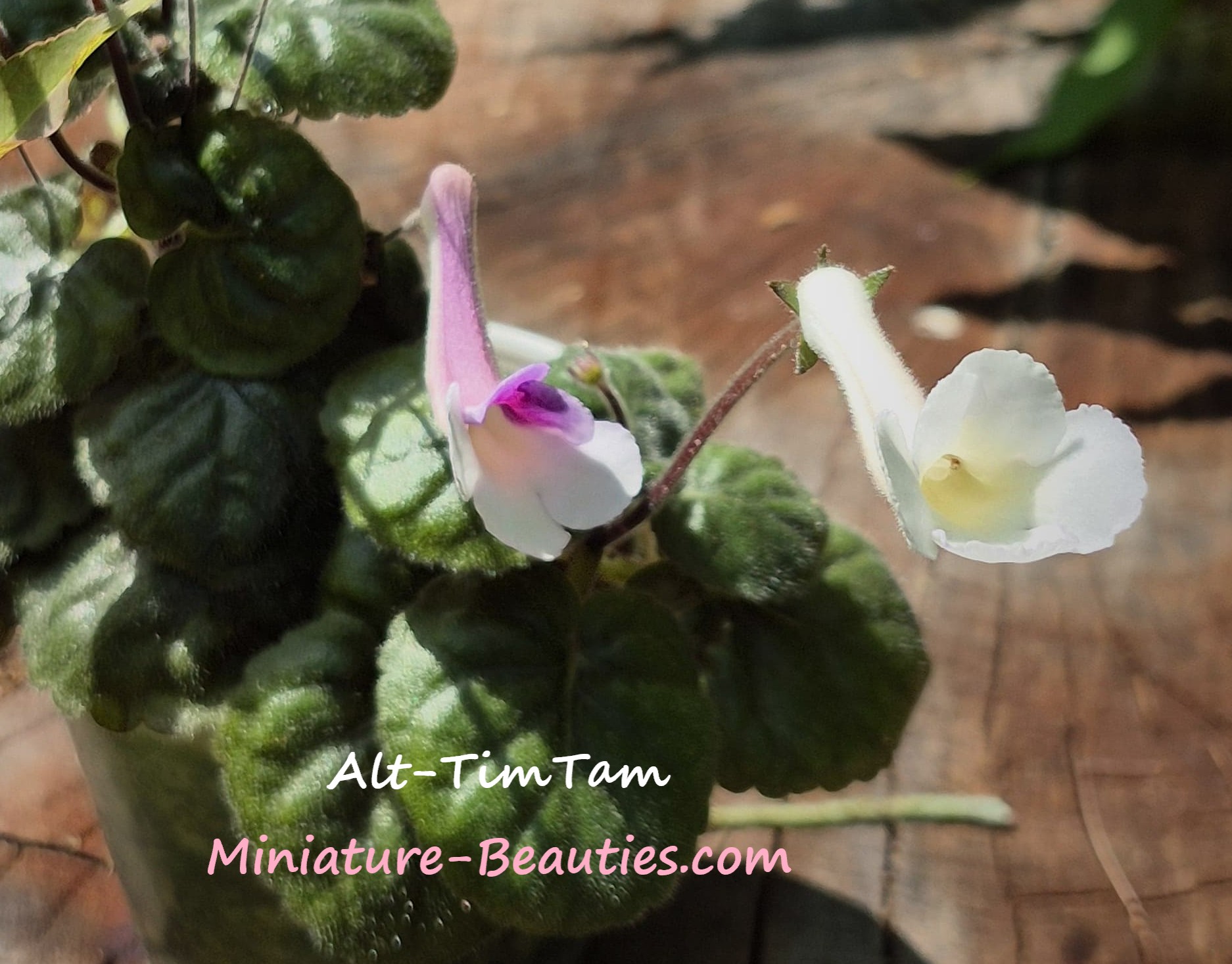 Alt-Tim-Tam mini sinningia