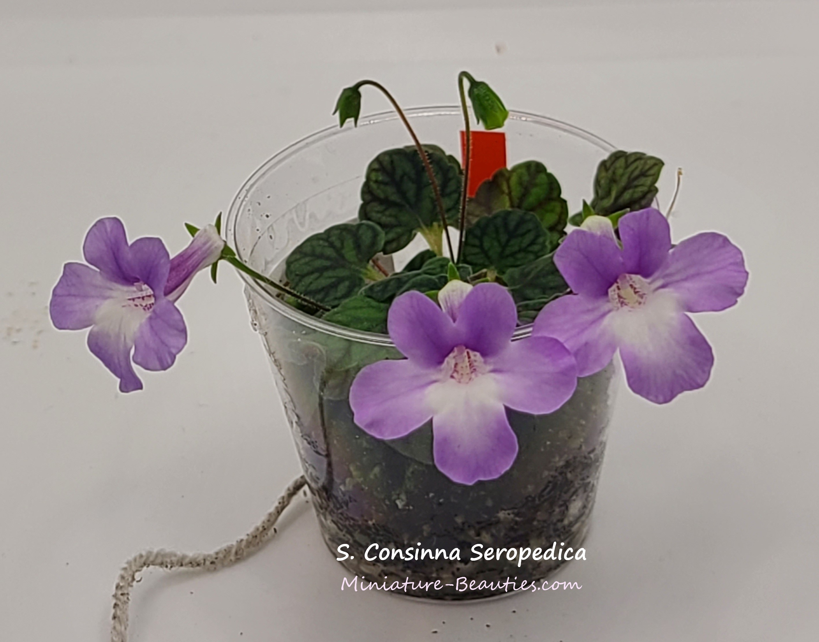 Consinna Seropedica Micro sinningia