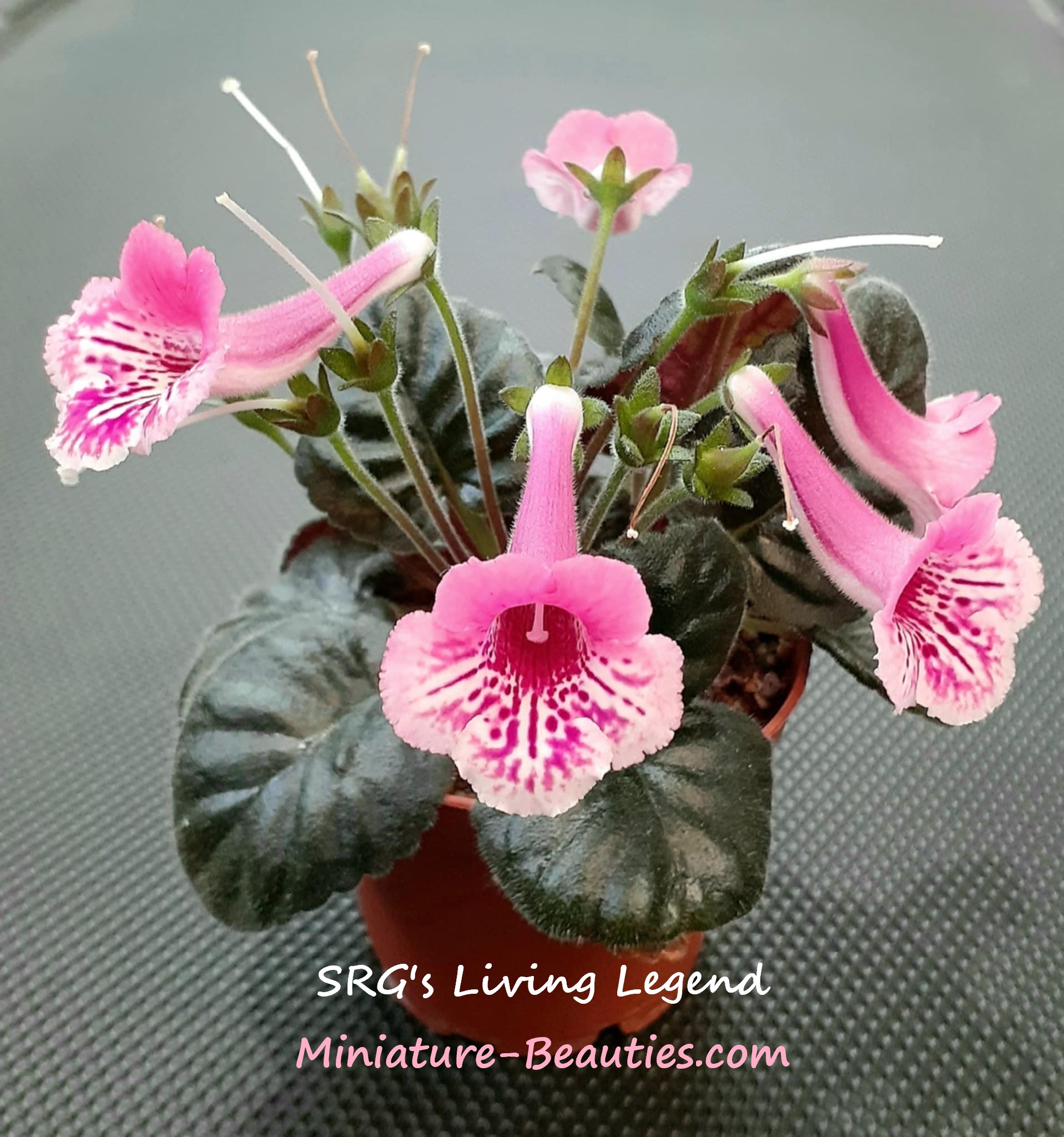 Mini Sinningia SRG's Living Legend x self seeds