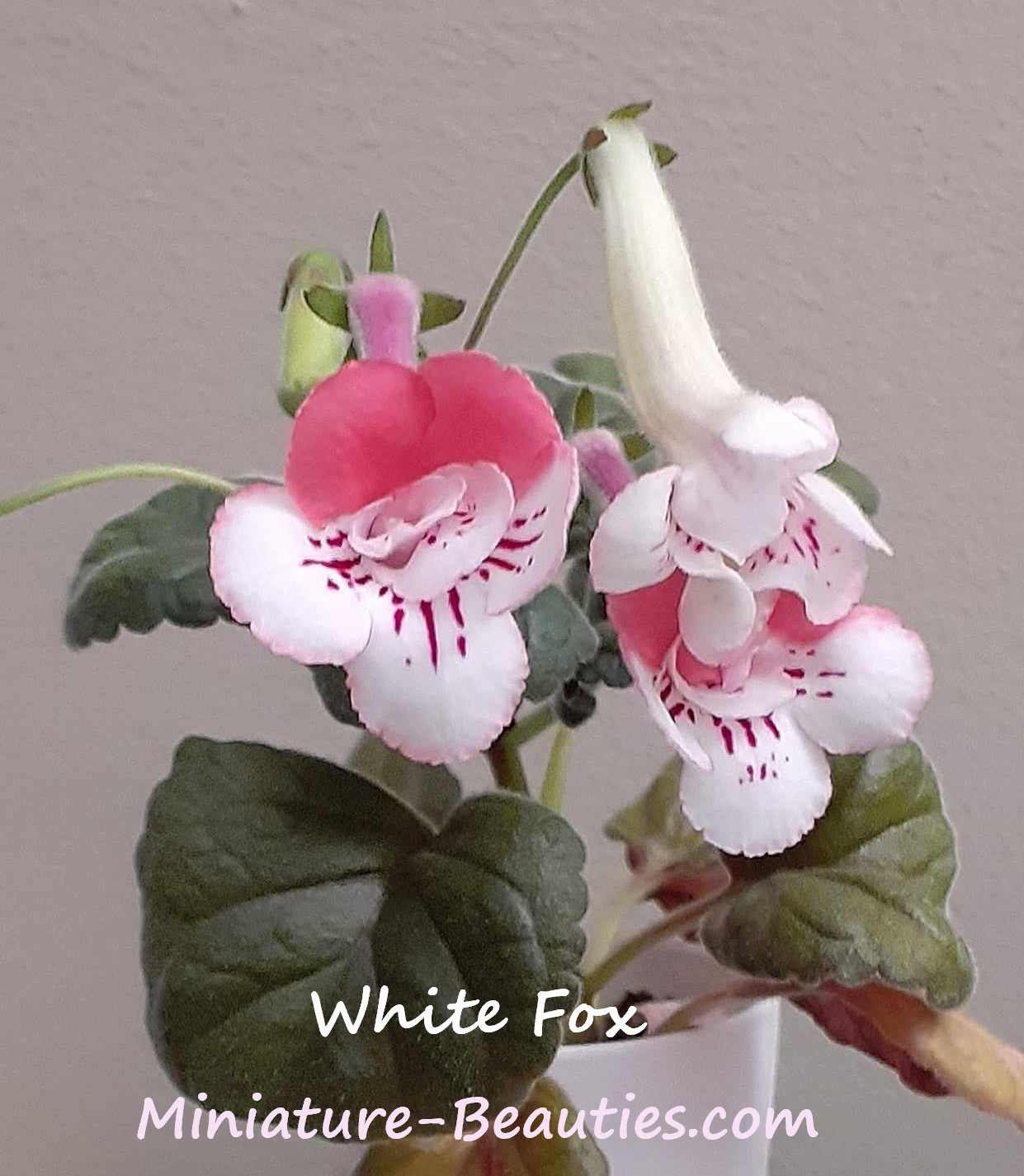 White Fox mini sinningia