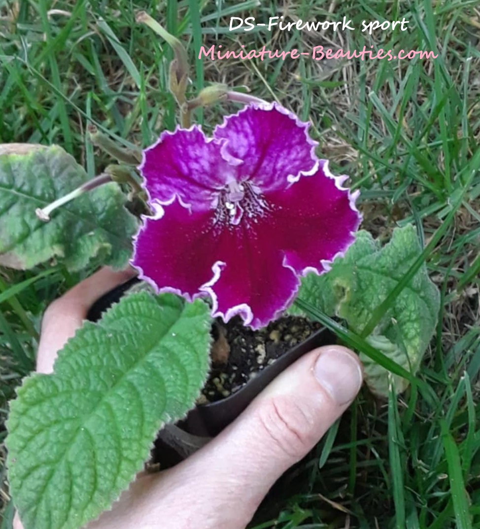 DS-Firework sport mini Streptocarpus