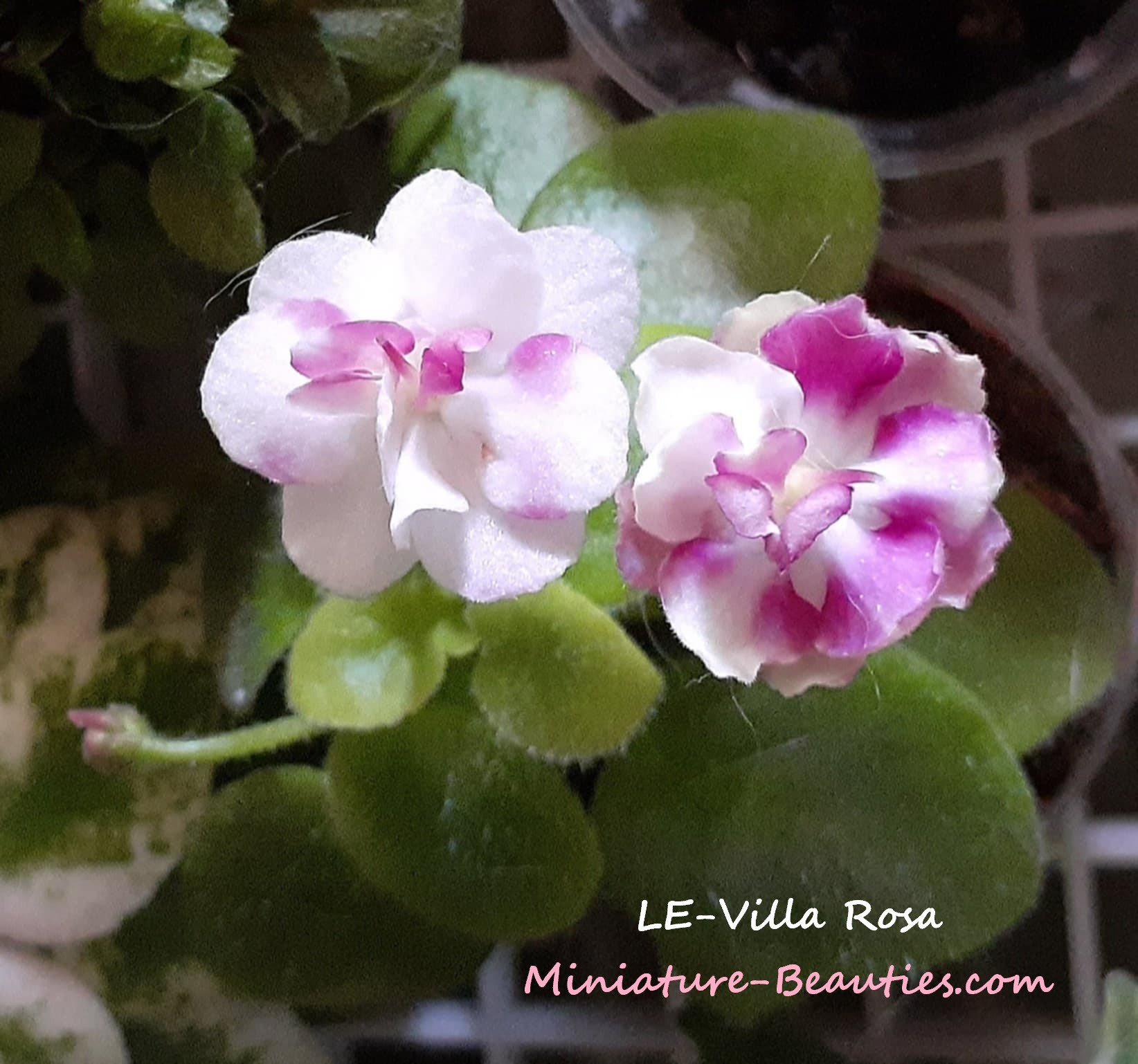 LE-Villa Rosa mini African Violet