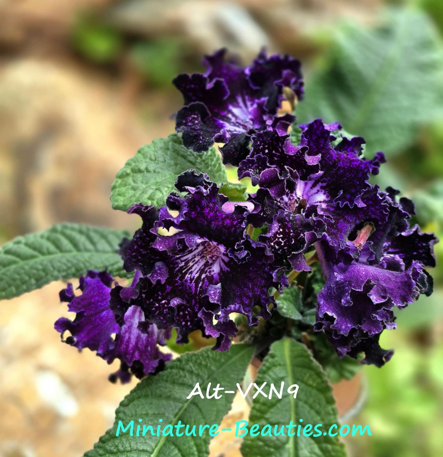 Alt-VxN9 mini Streptocarpus