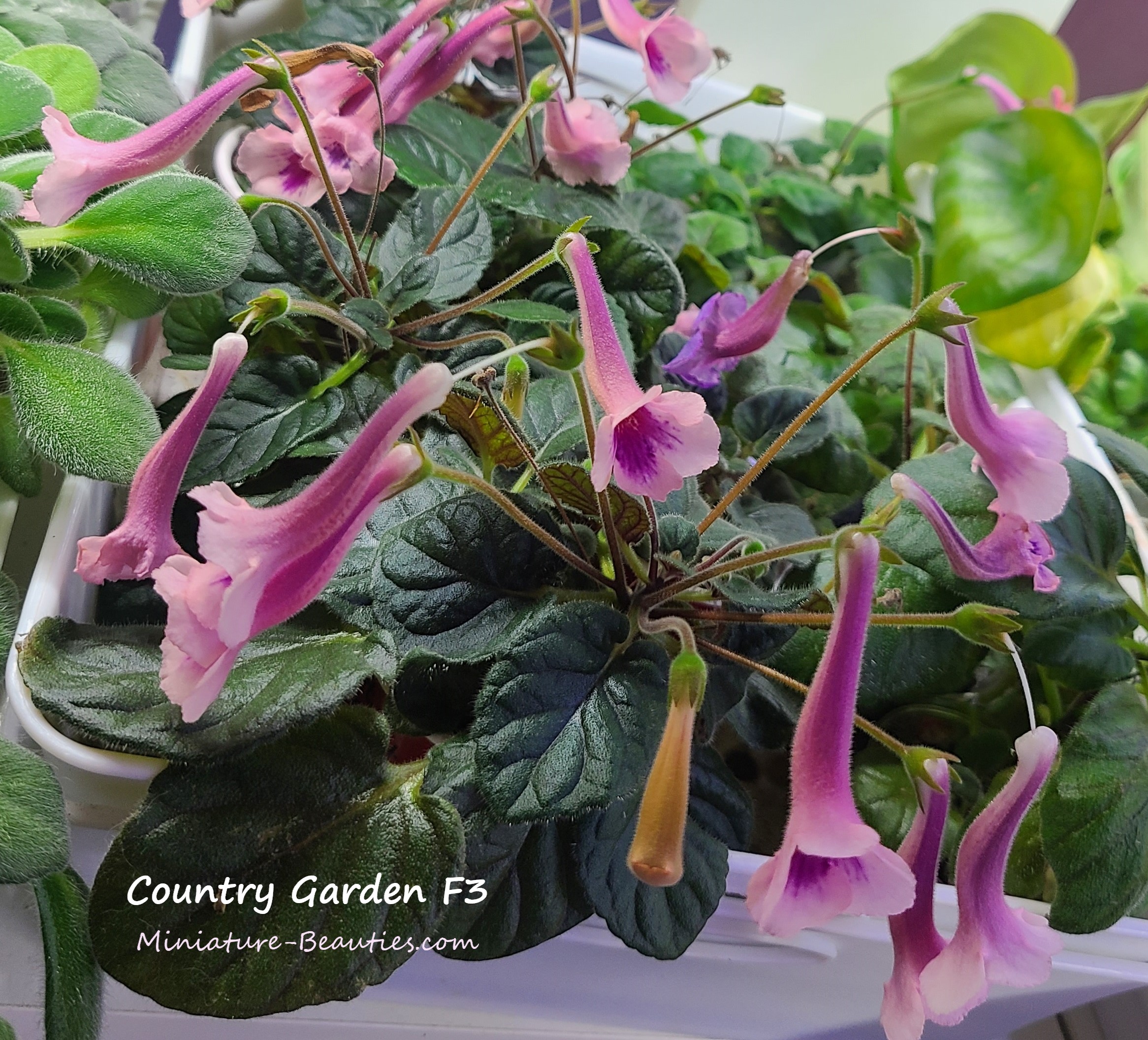 Country Tiger F4 mini sinningia