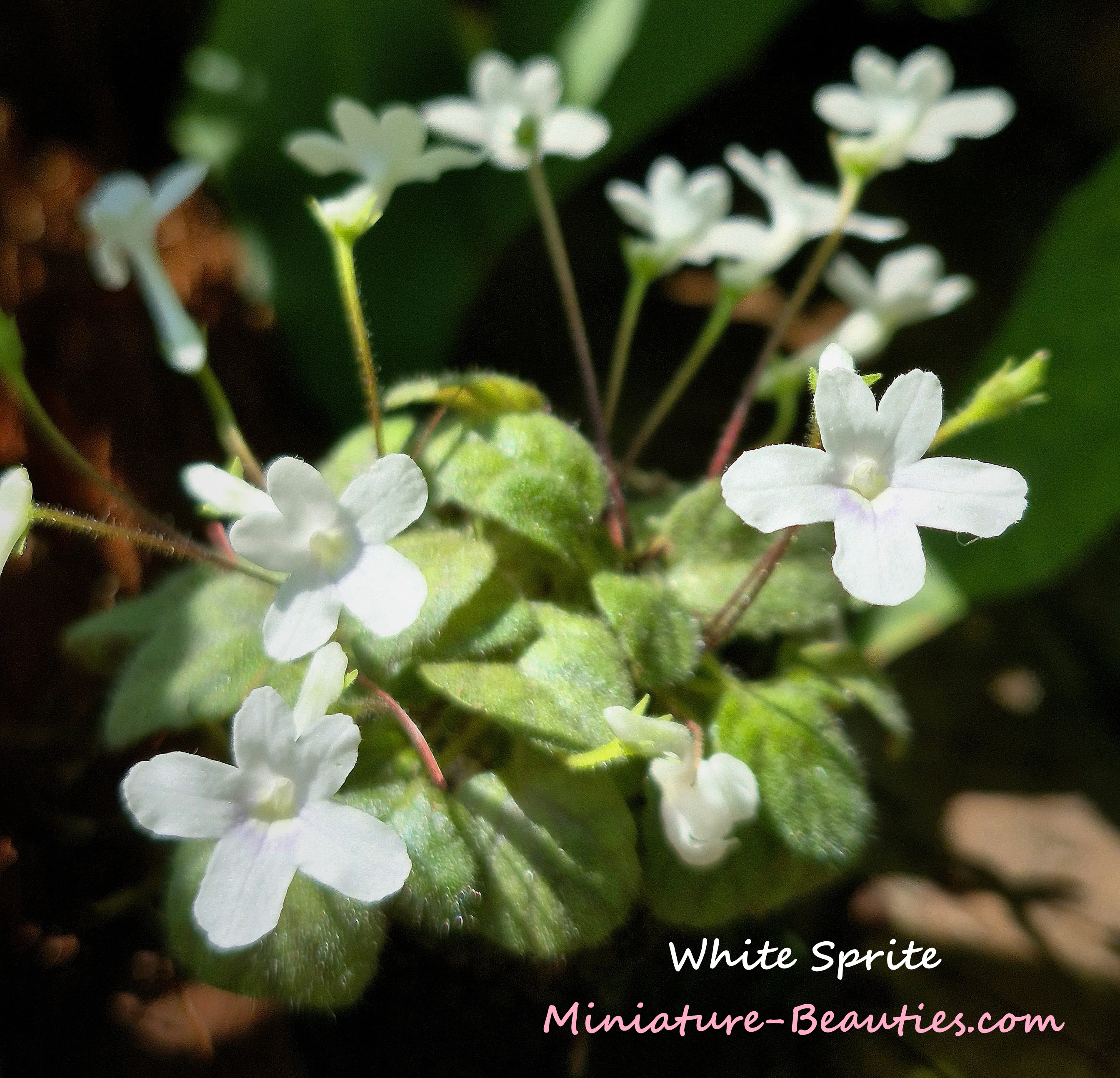 Micro sinningia White Sprite