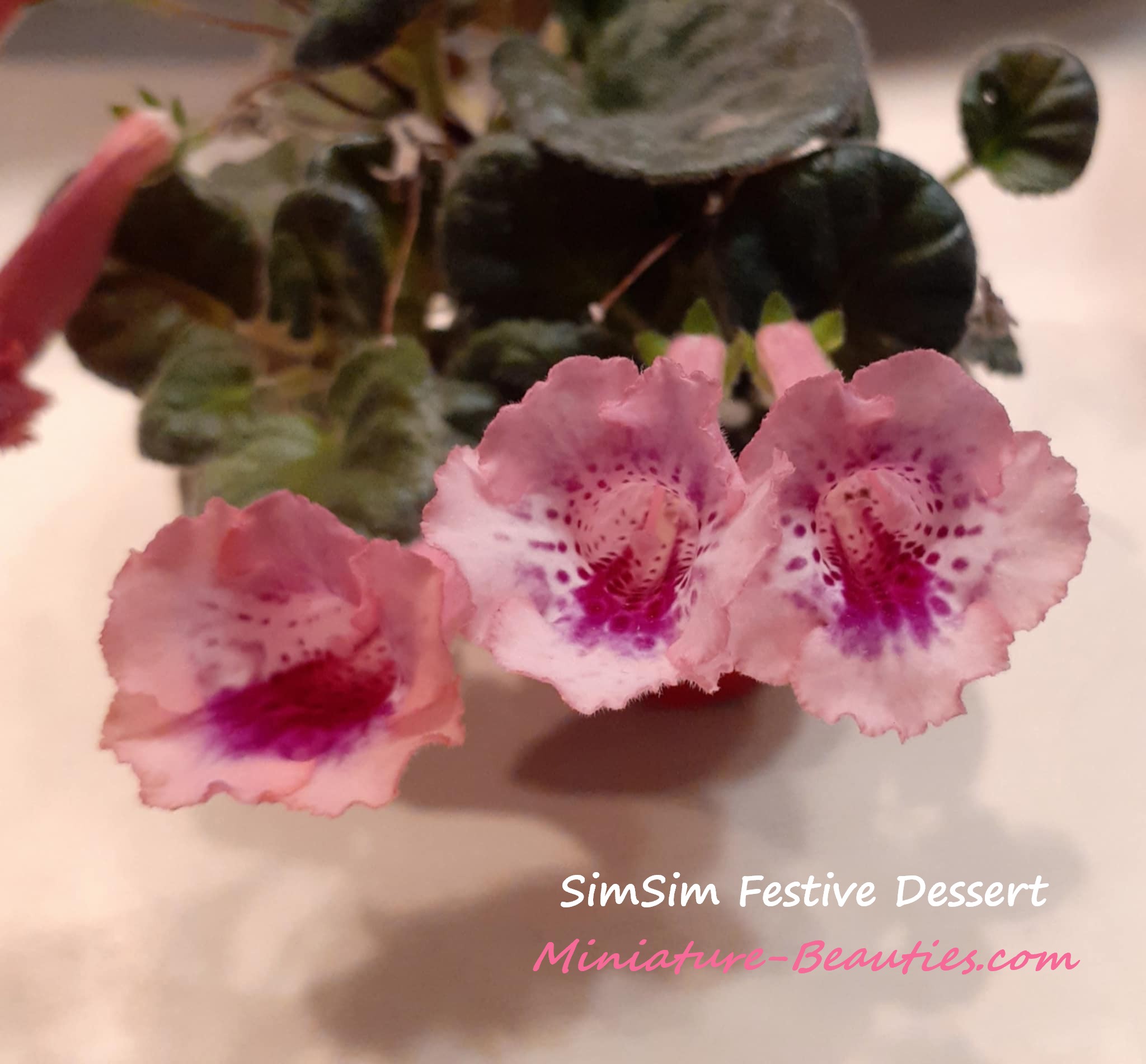 SimSim Festive Dessert mini sinningia
