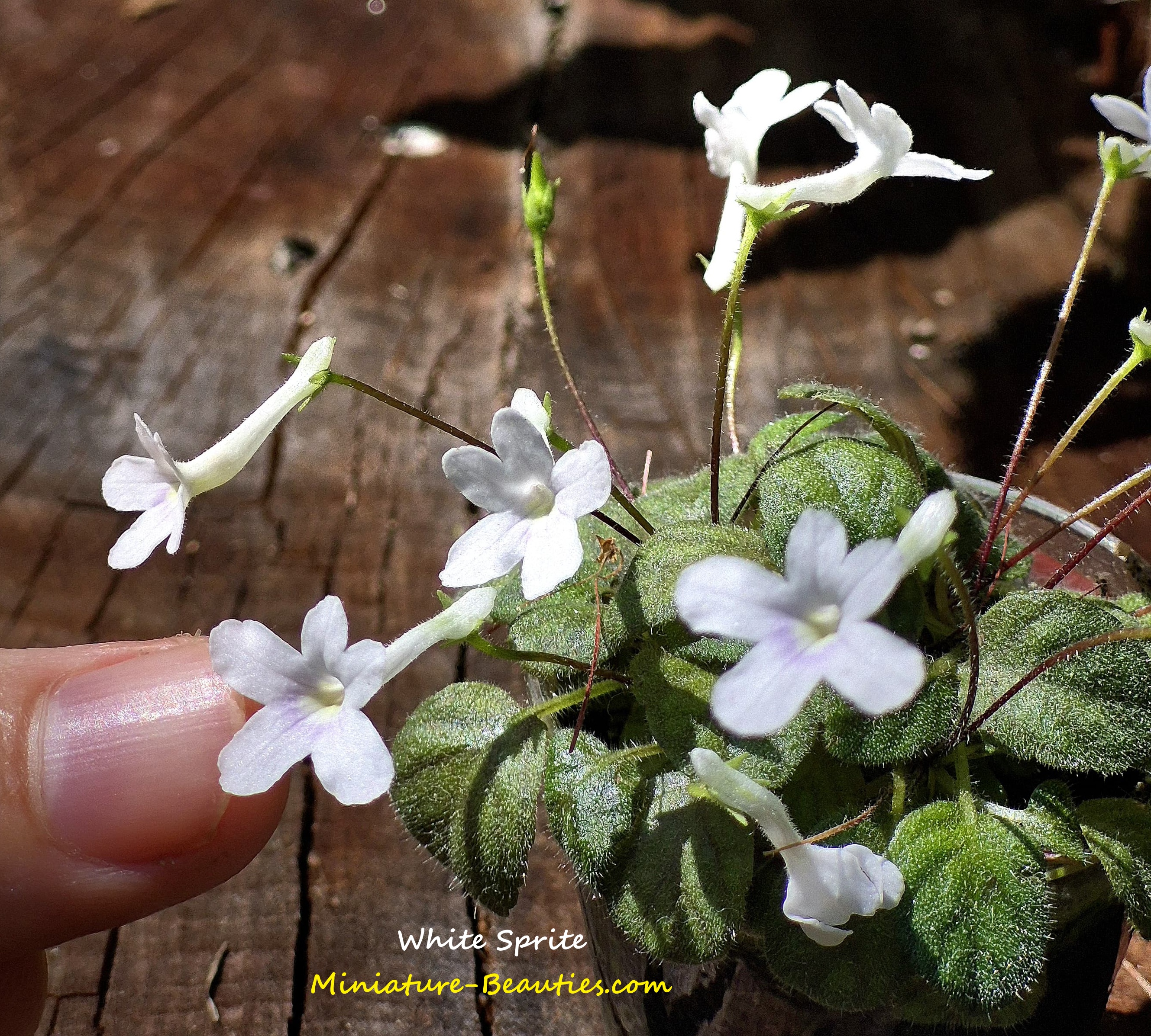 Micro sinningia White Sprite
