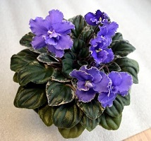 OS-Adorable mini African Violet leaves
