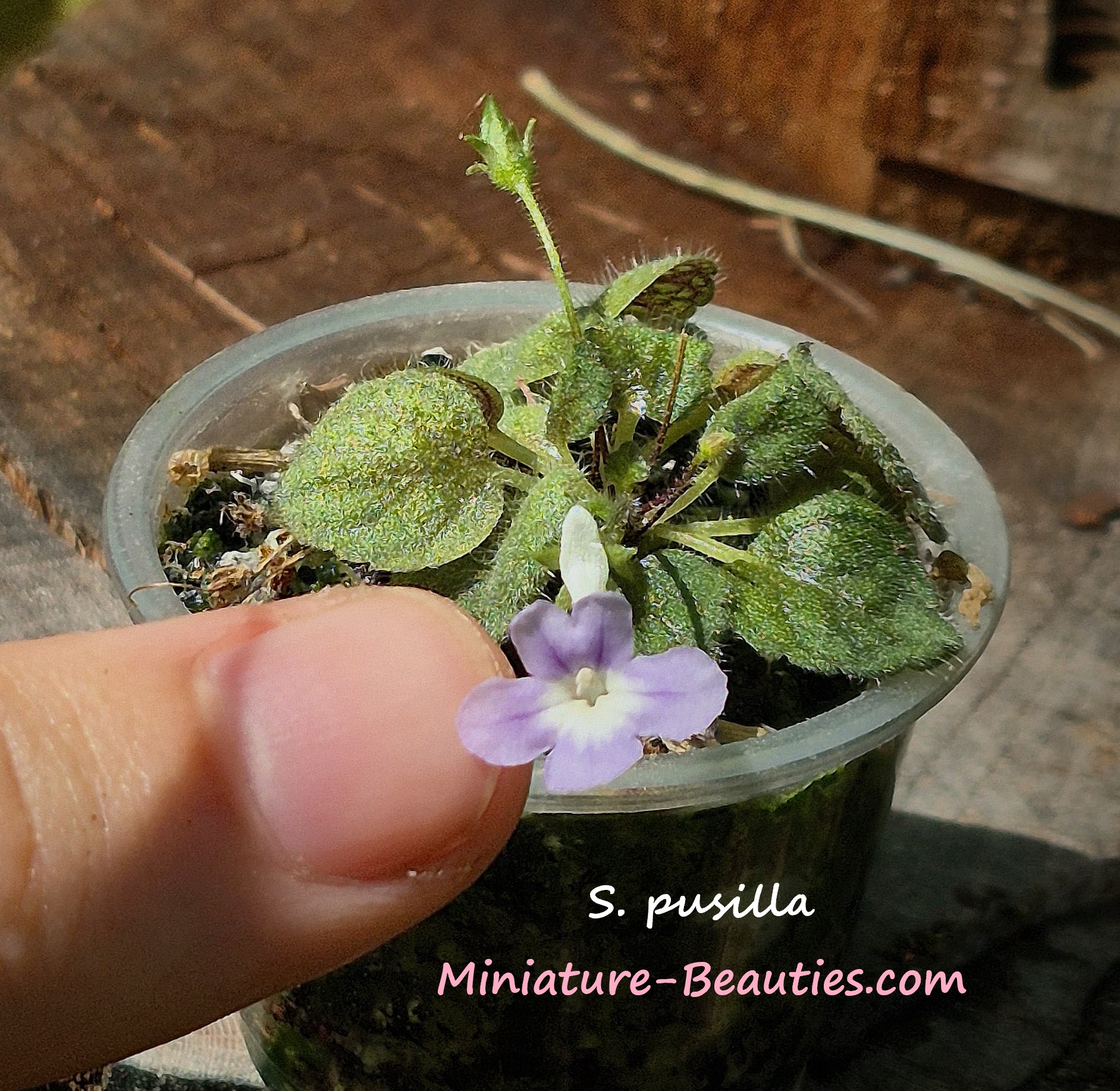 micro sinningia pusilla seeds