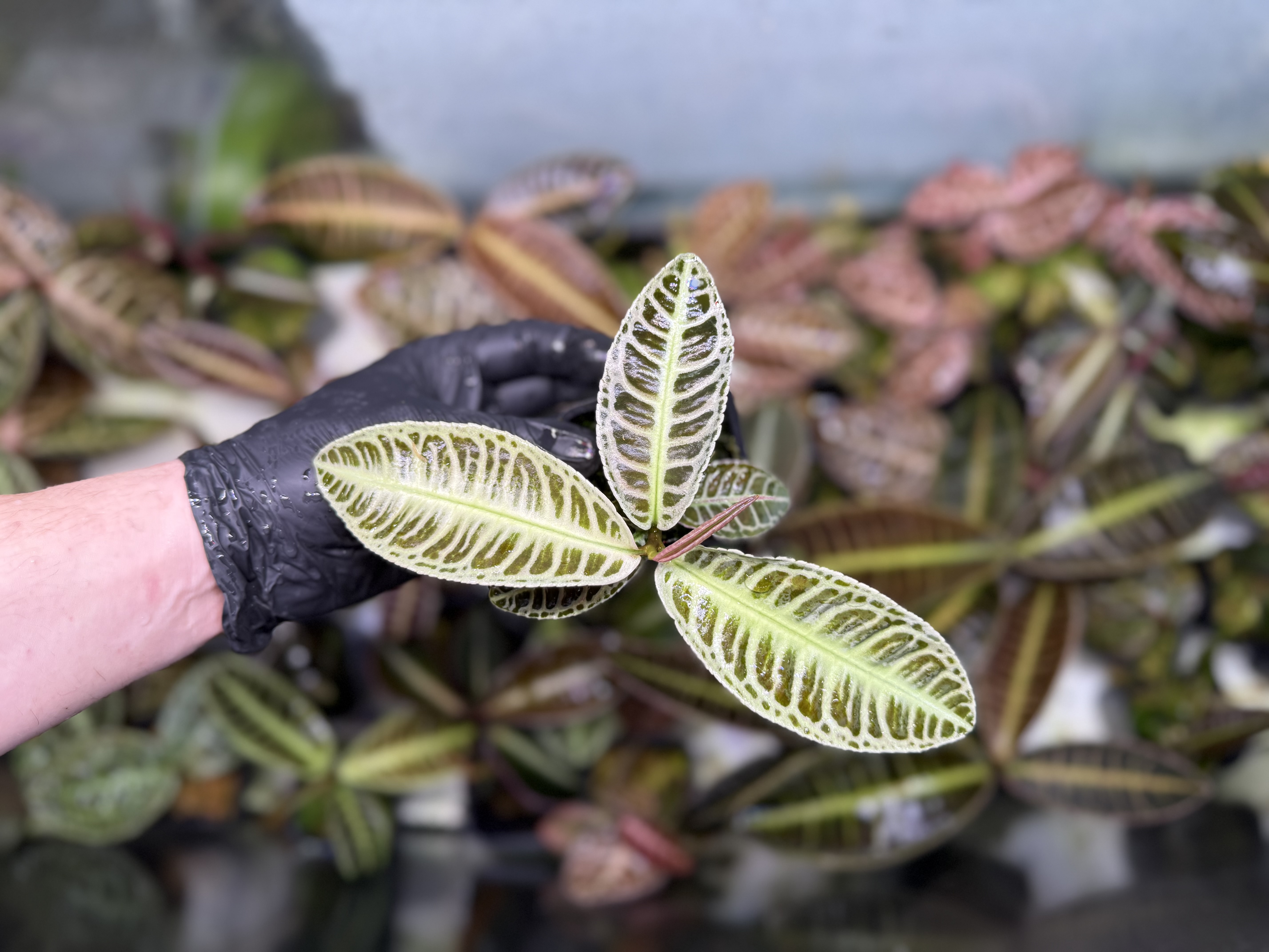 Emblemantha Urnulata Labisia Sp. Riau „Creamy Green”