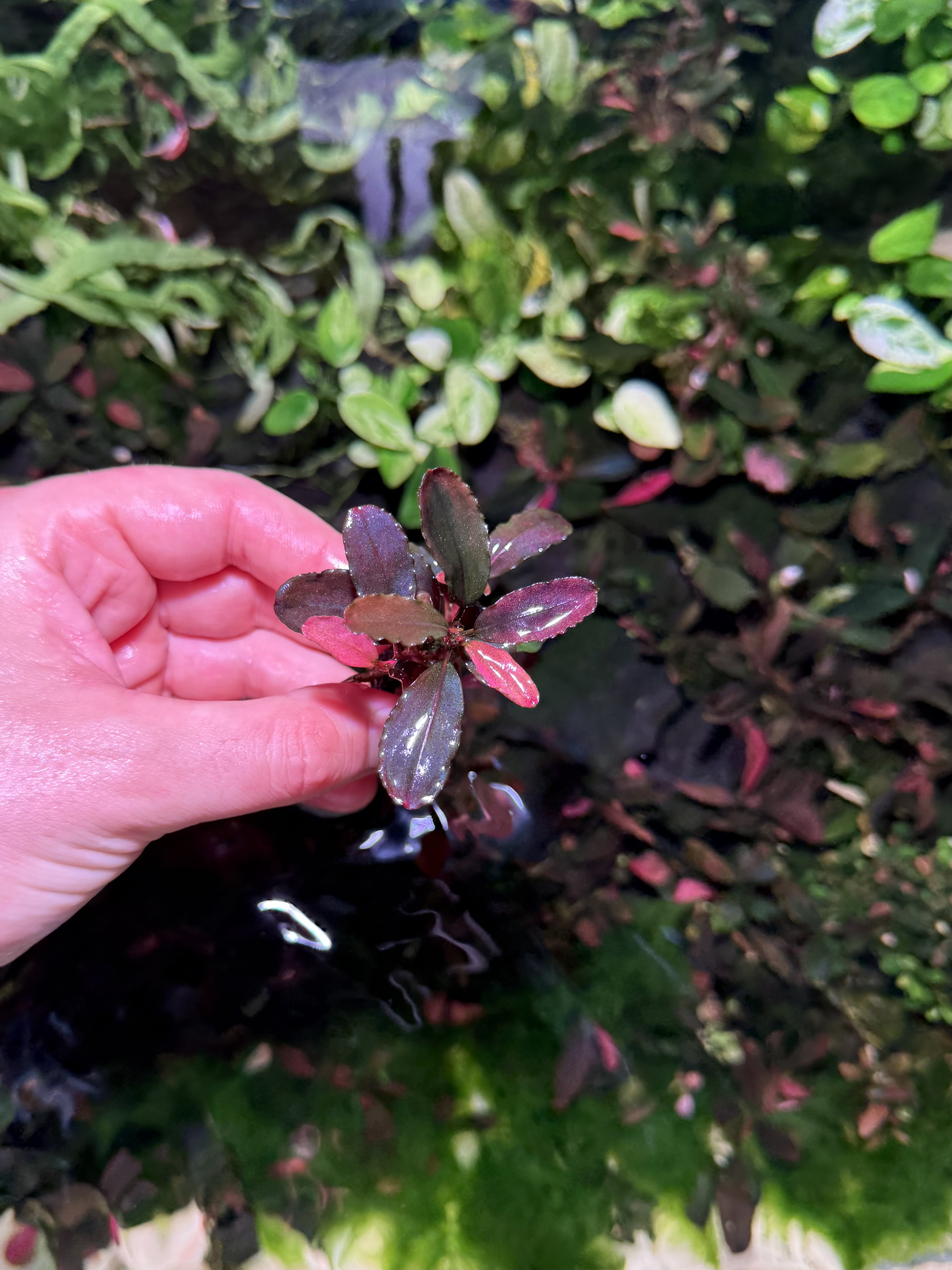  Bucephalandra Helena 2013 mini clump (3x)